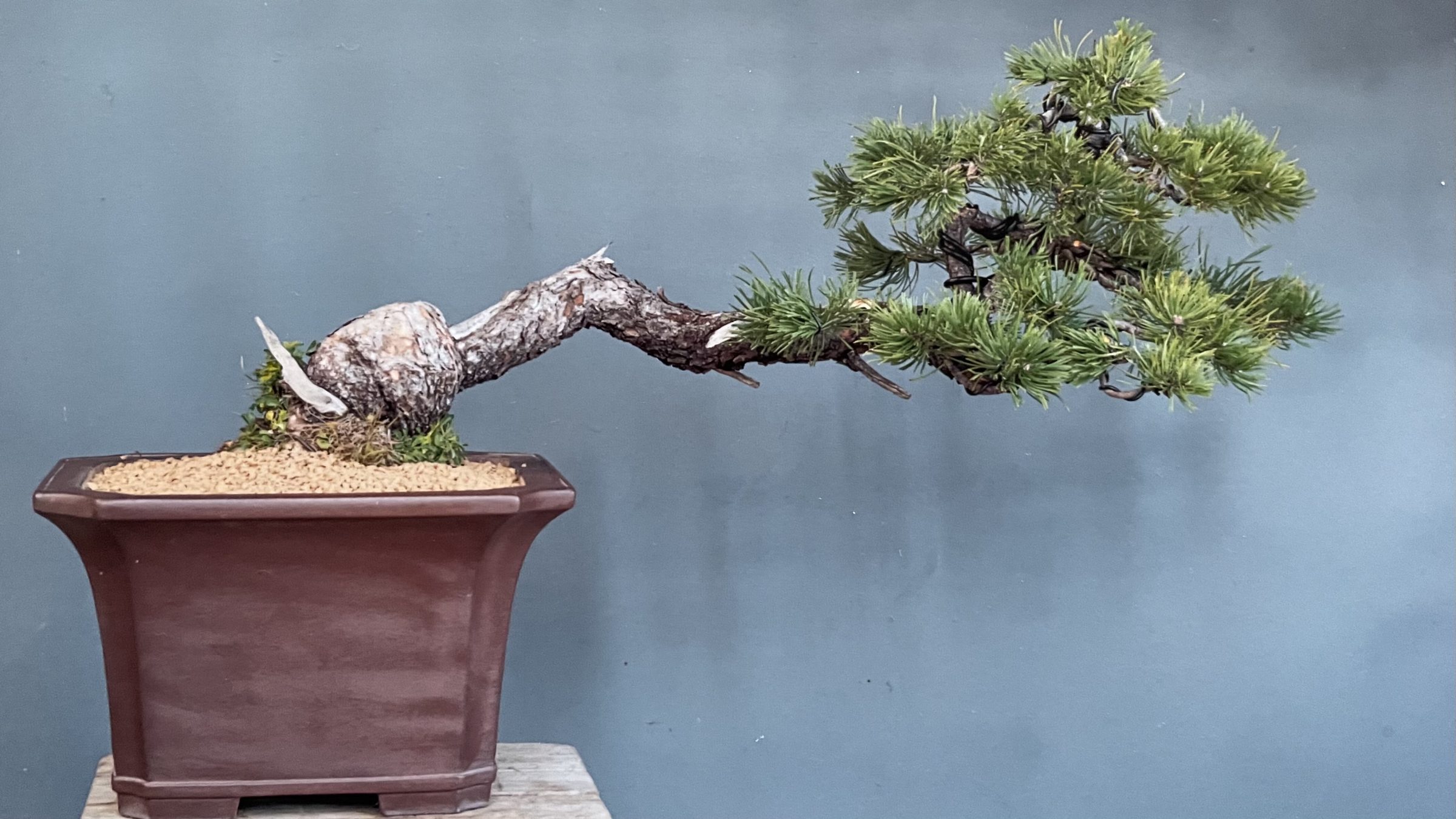 Pinus Sylvestris Halbkaskade