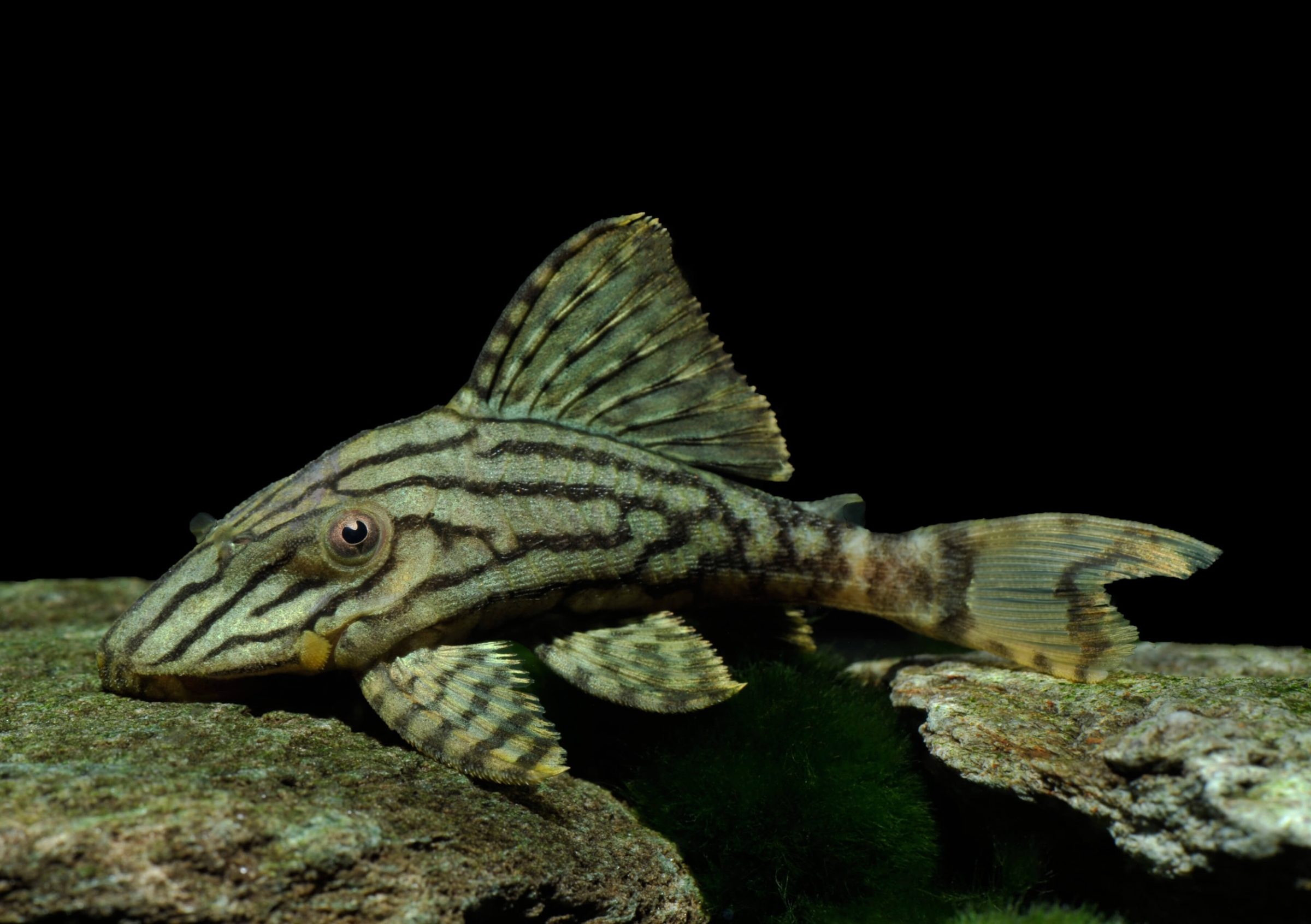L 191, Panaque nigrolineatus broken line XL