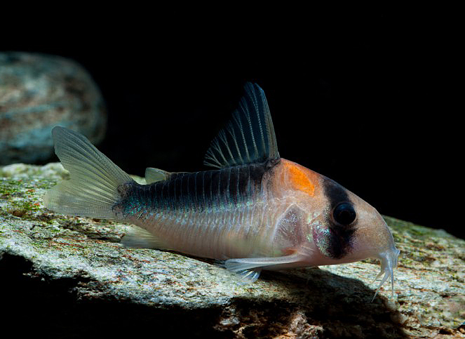 Corydoras duplicareus