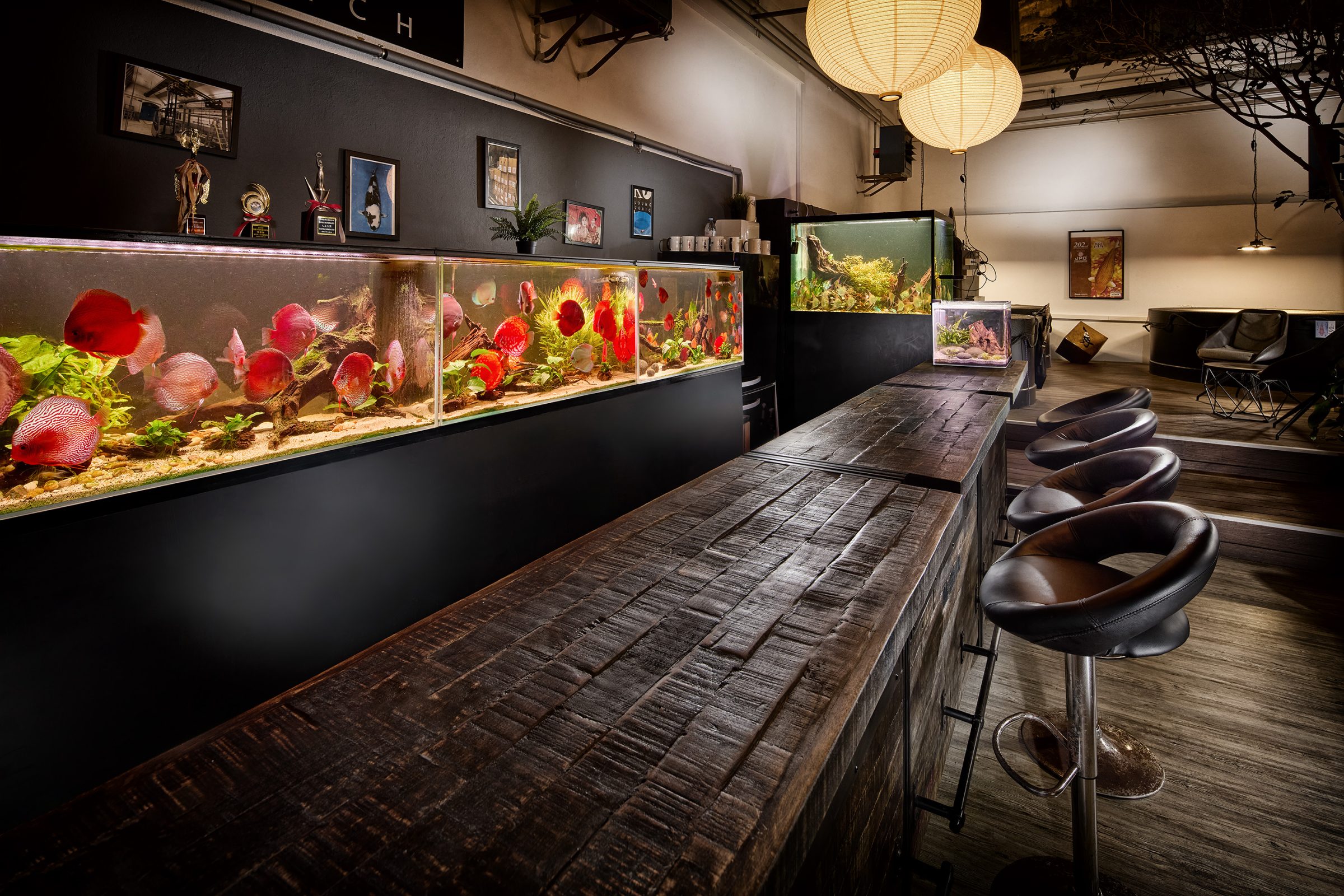 Symphysodon aequifasciatus – Diskus Grösse S