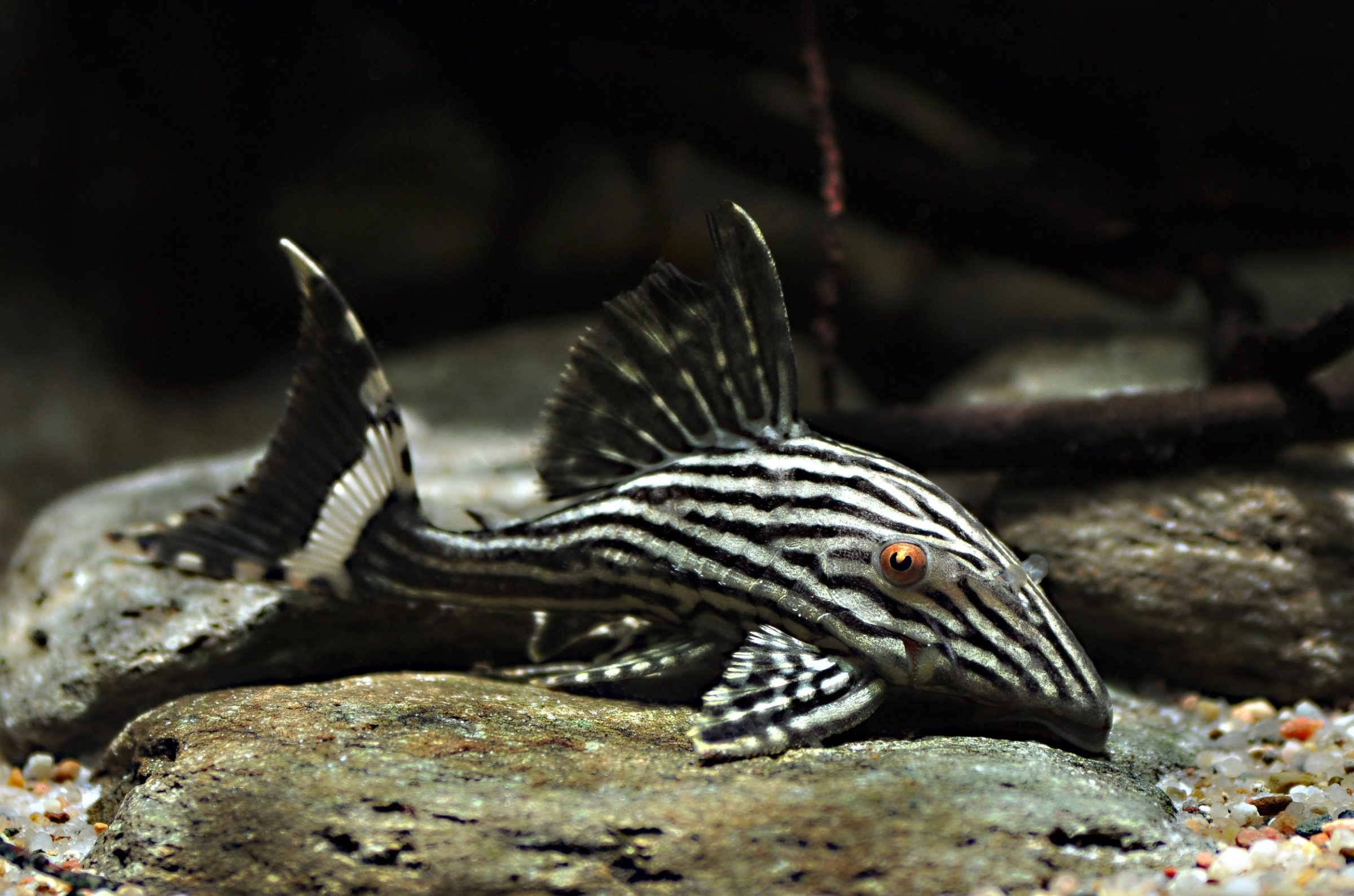 L 190, Panaque nigrolineatus