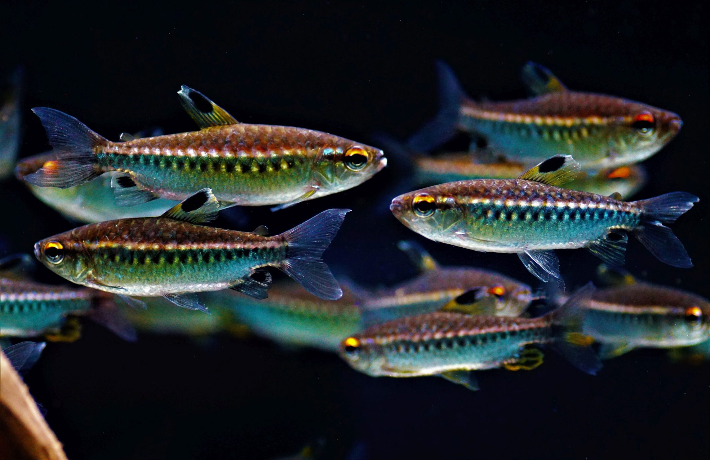 Arnoldichthys spilopterus