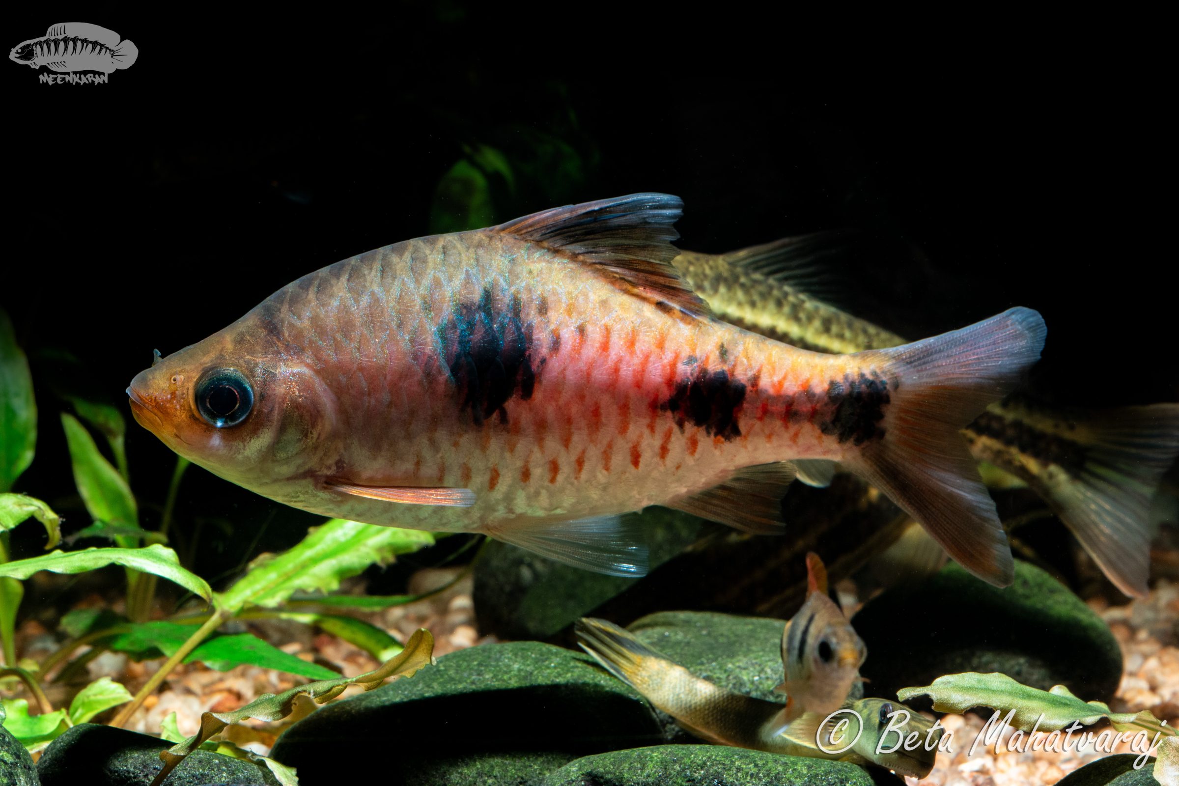 Dawkinsia rubrotincta