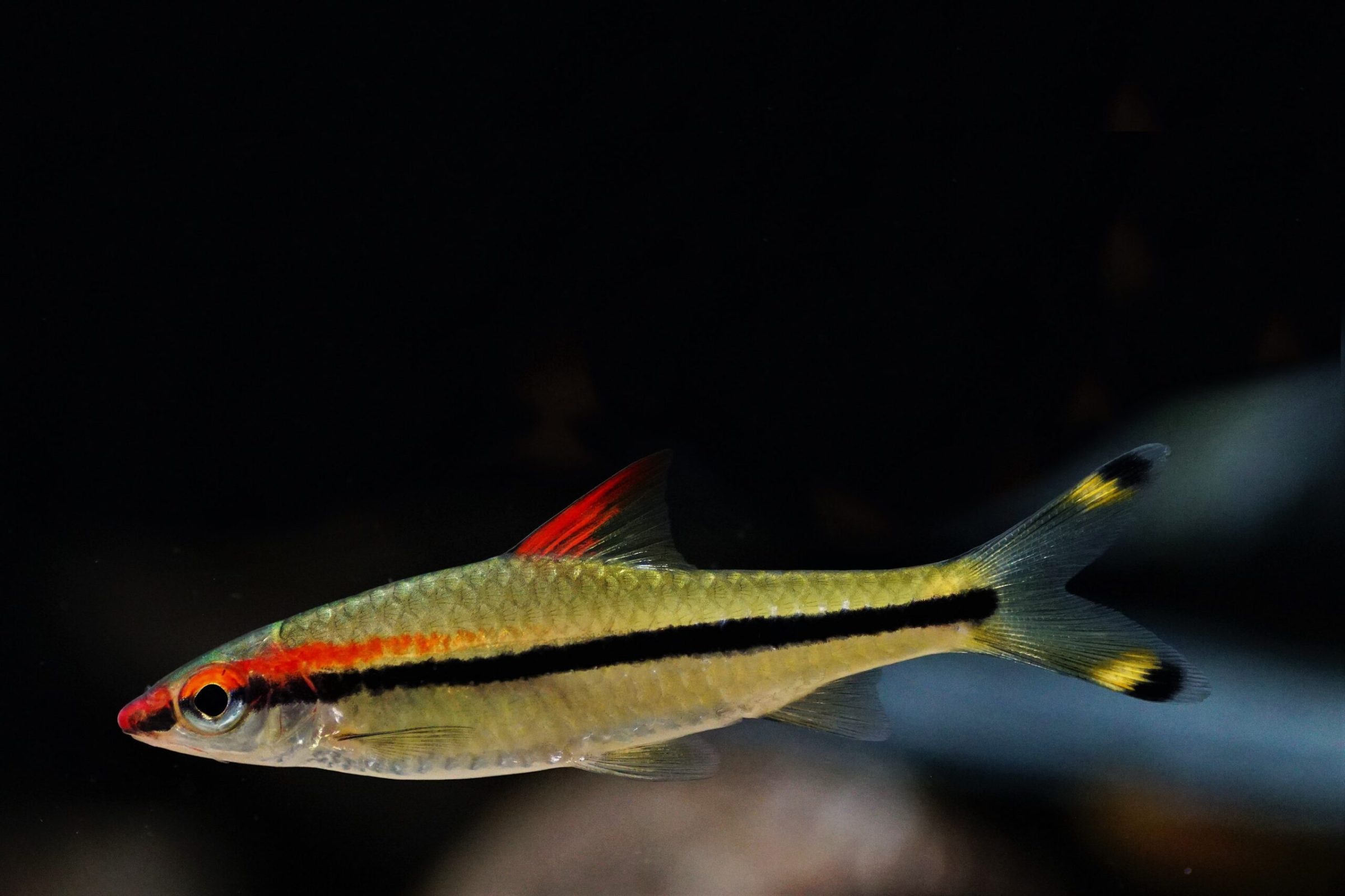 Crossocheilus denisonii