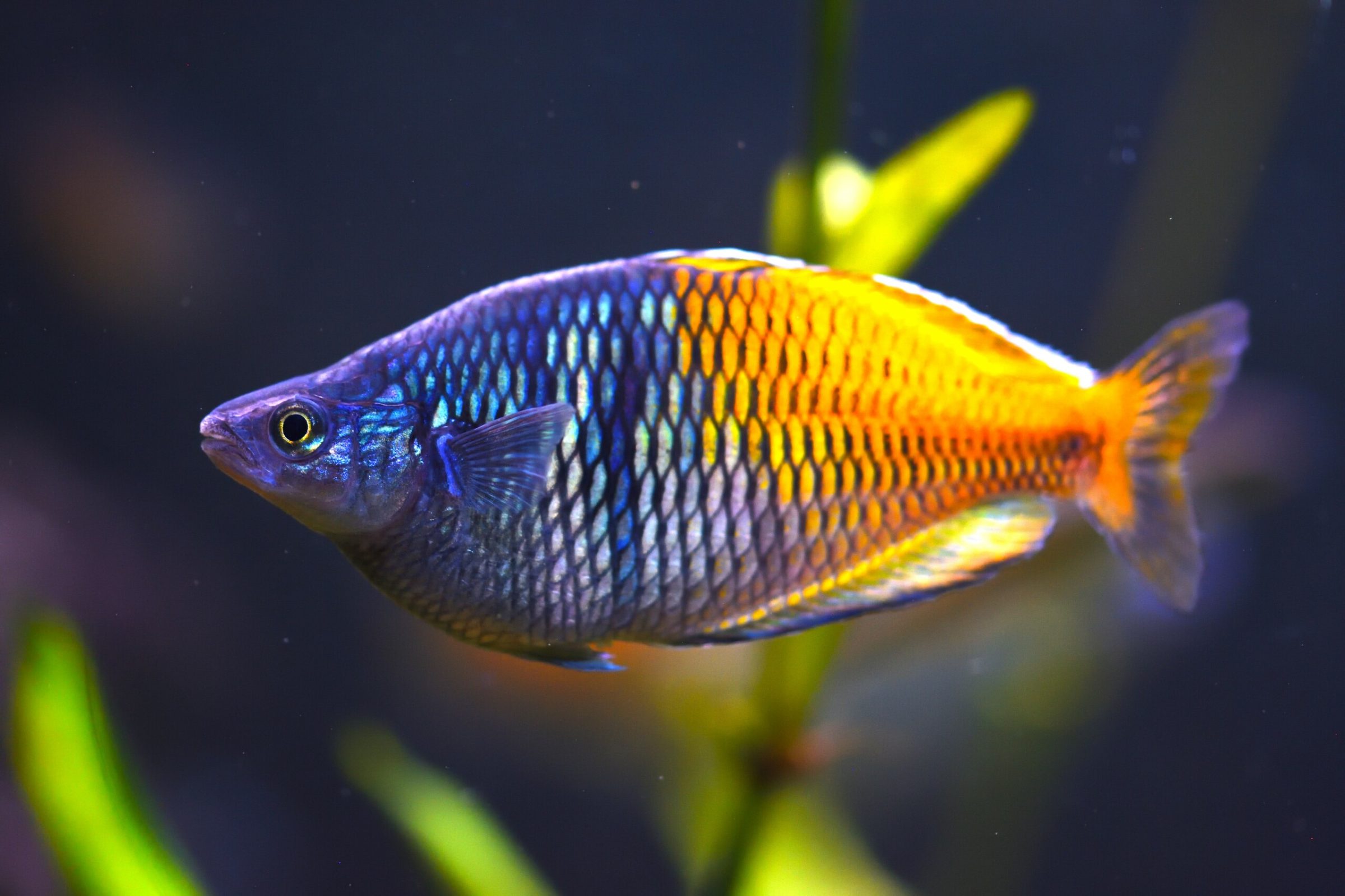 Melanotaenia bosemani