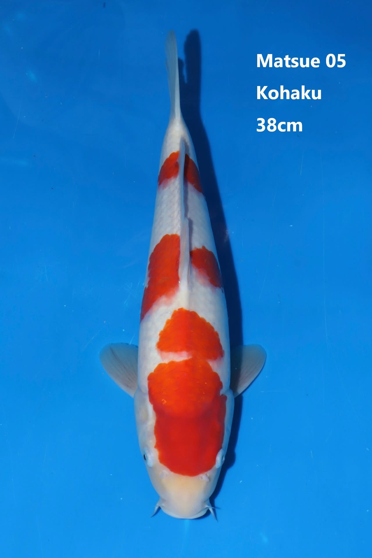 Kohaku