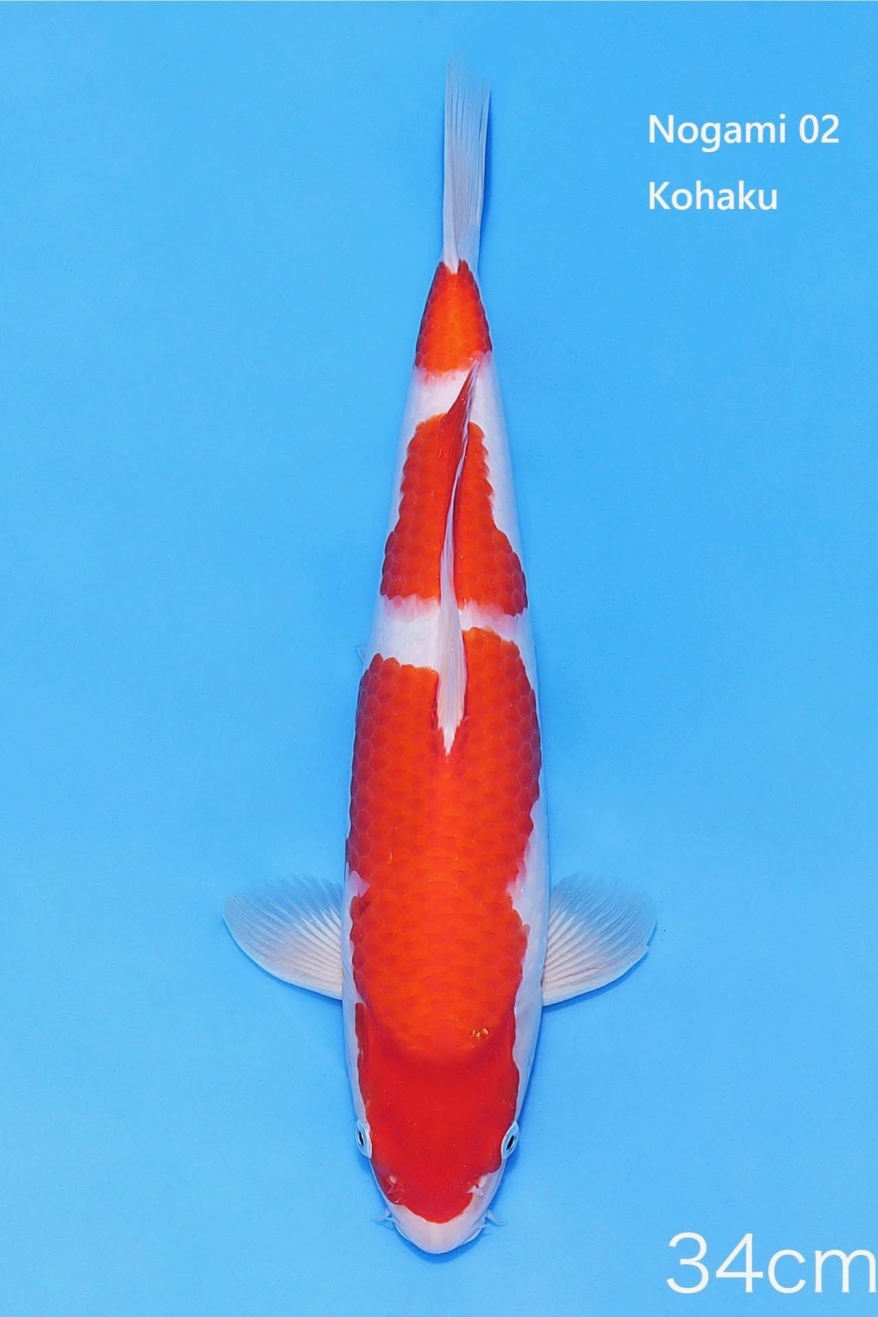 Kohaku
