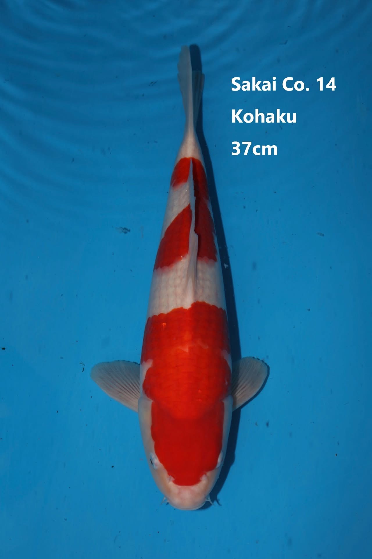 Kohaku