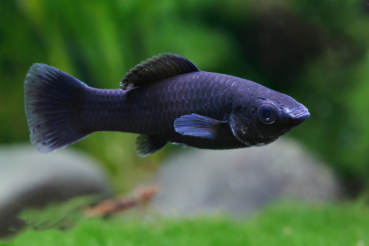 Poecilia sphenops var. Black Molly