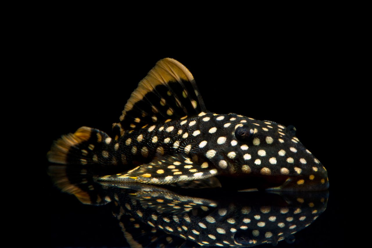 L 18 Baryancistrus xanthellus