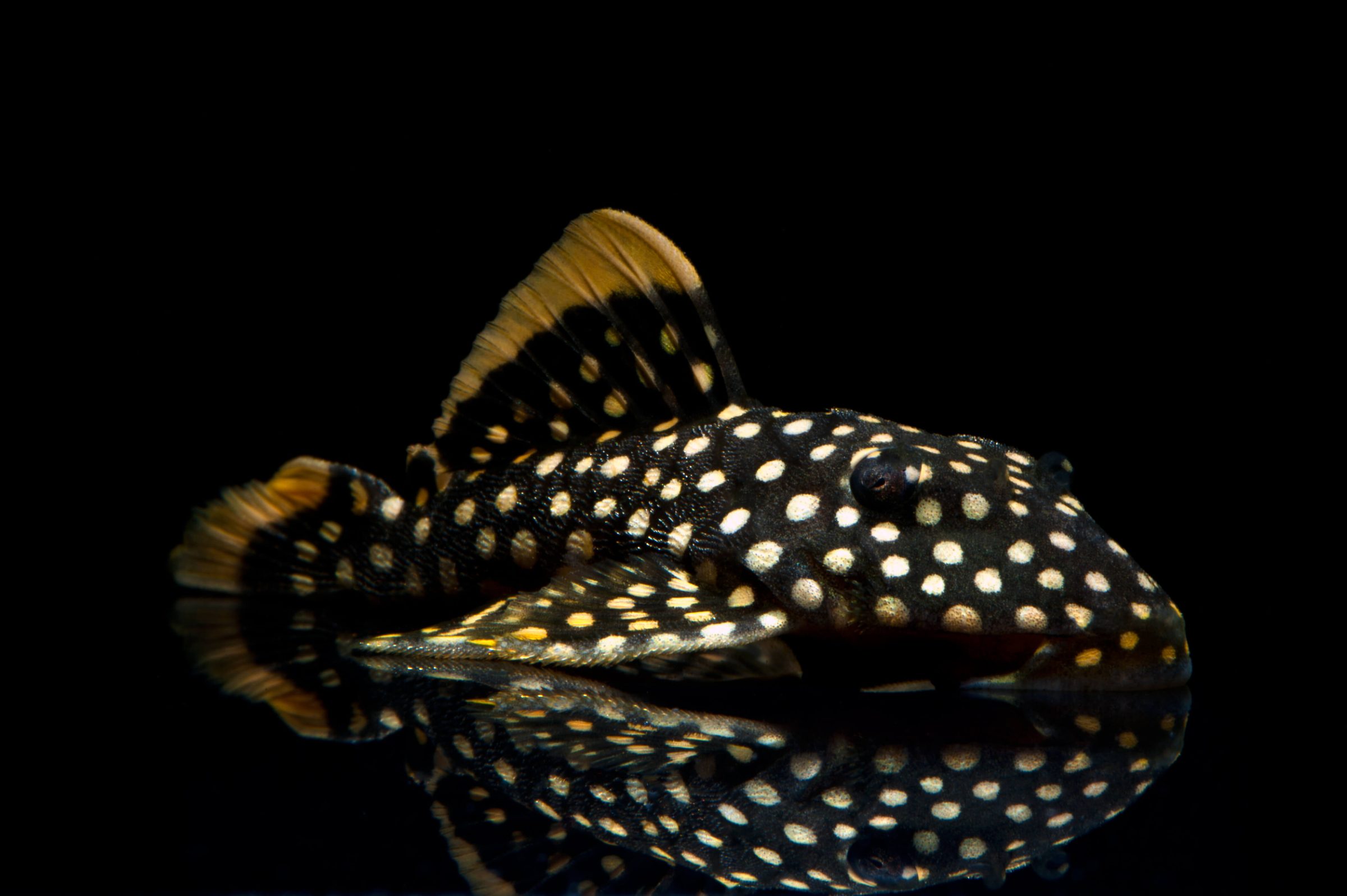 L 18 Baryancistrus xanthellus