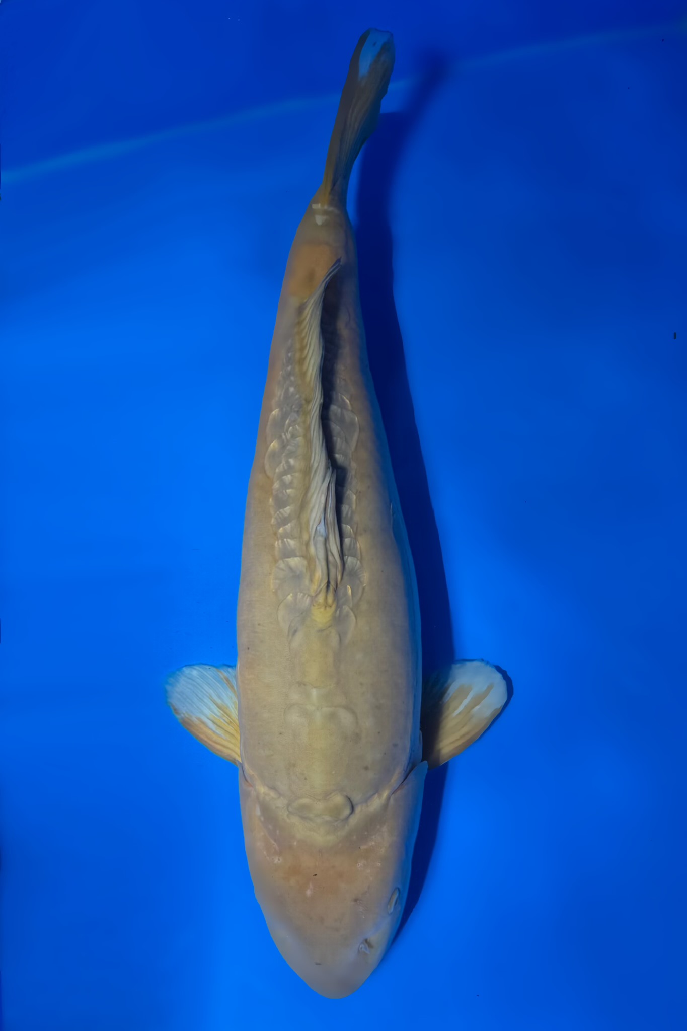 Ginrin Doitsu Chagoi