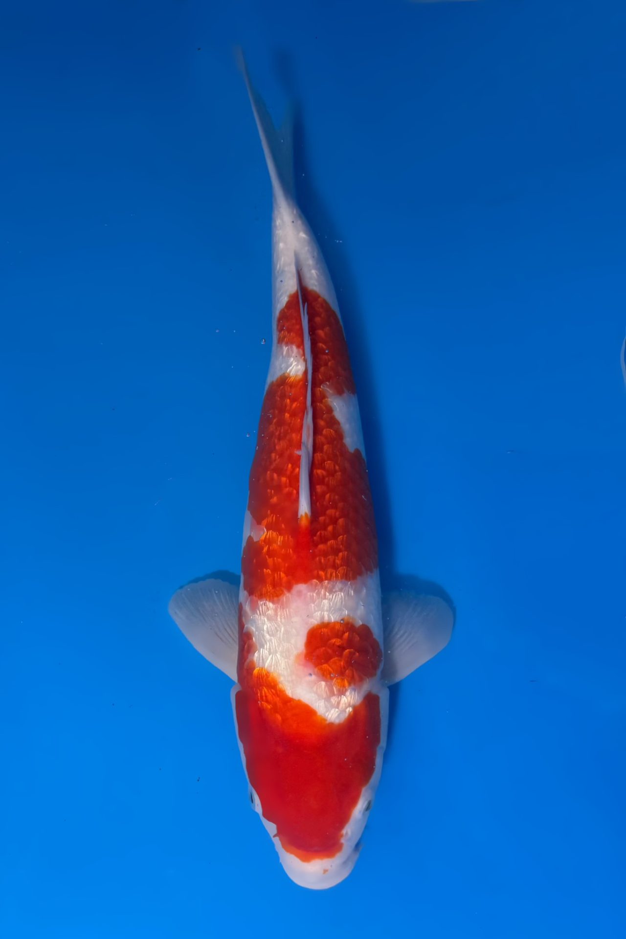 Ginrin Kohaku