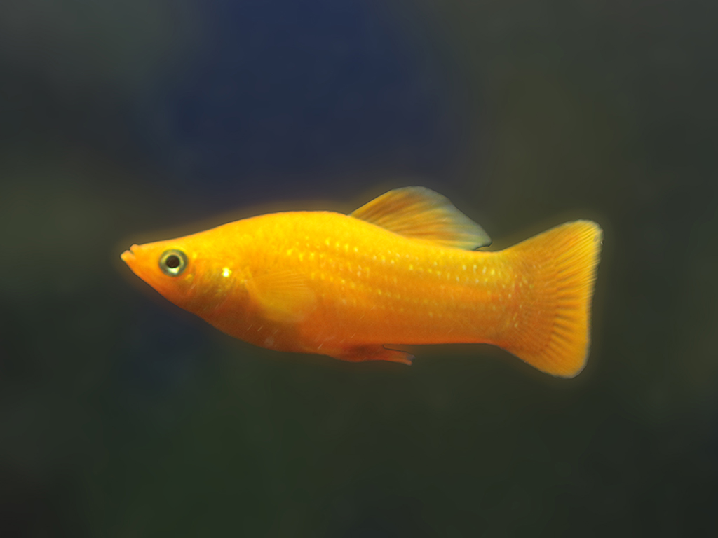 Poecilia sphenops var. Gold