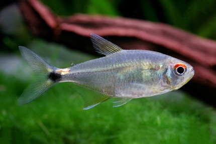 Hemigrammus ocellifer