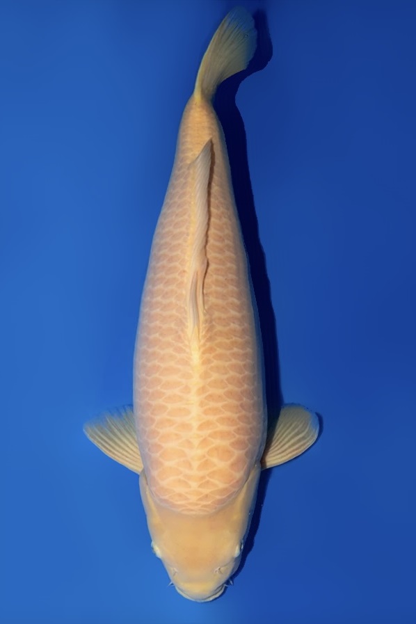 Karashigoi