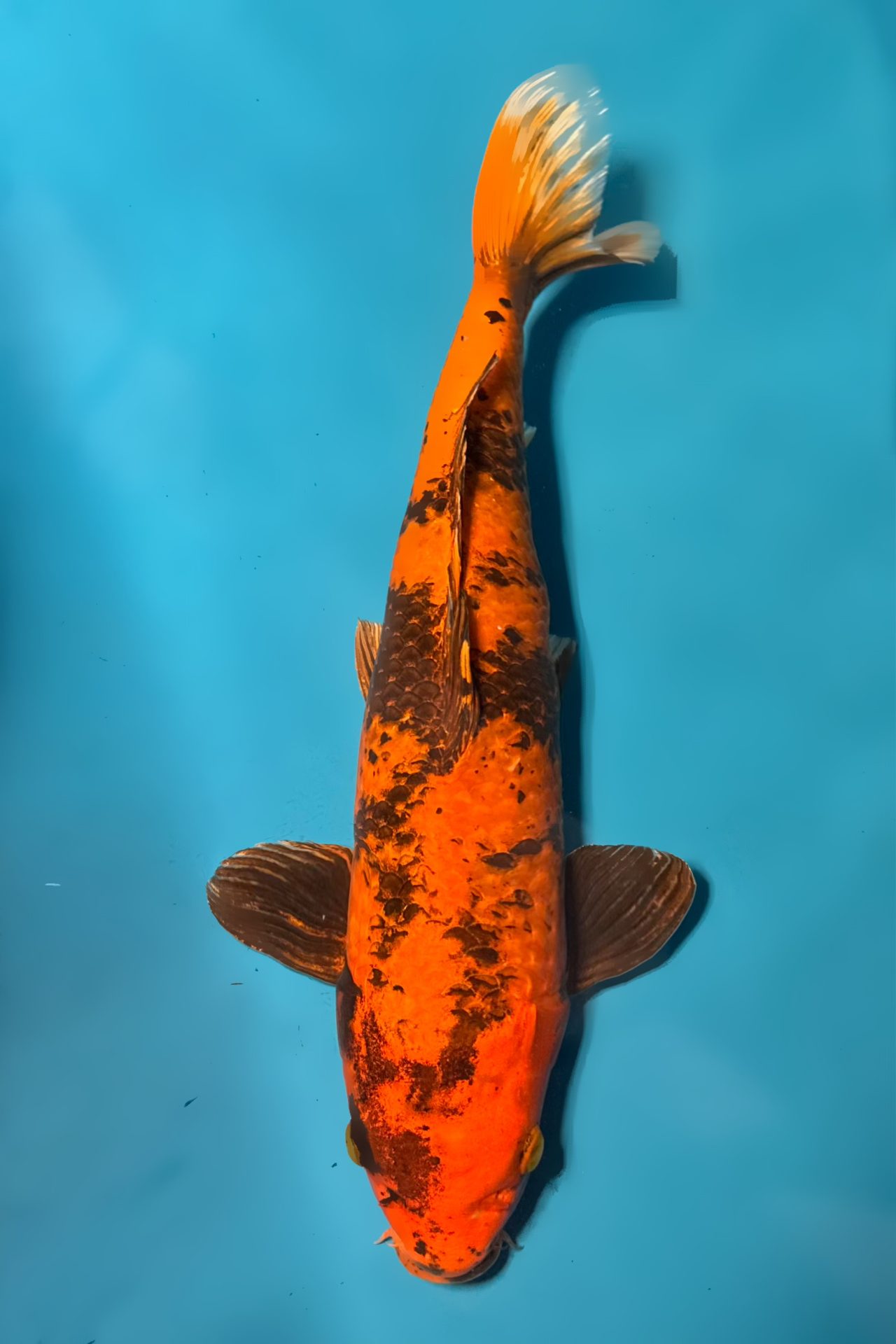 Kin Ki Utsuri