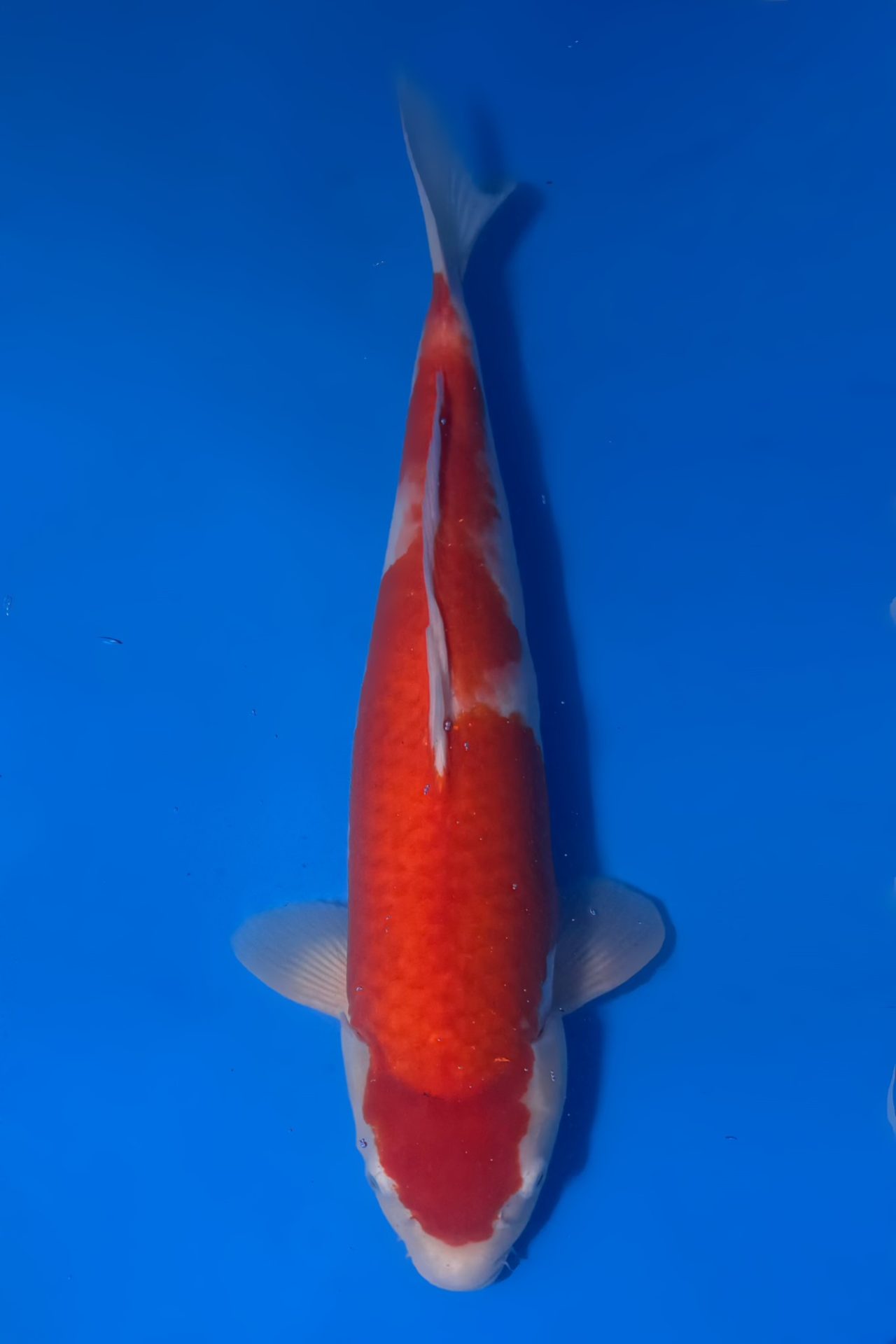 Kohaku