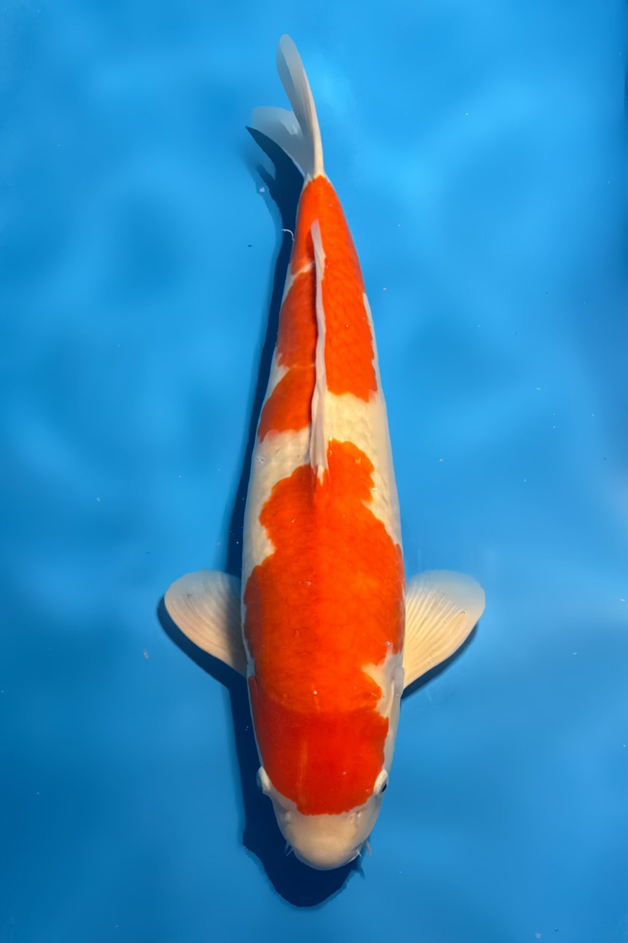 Kohaku