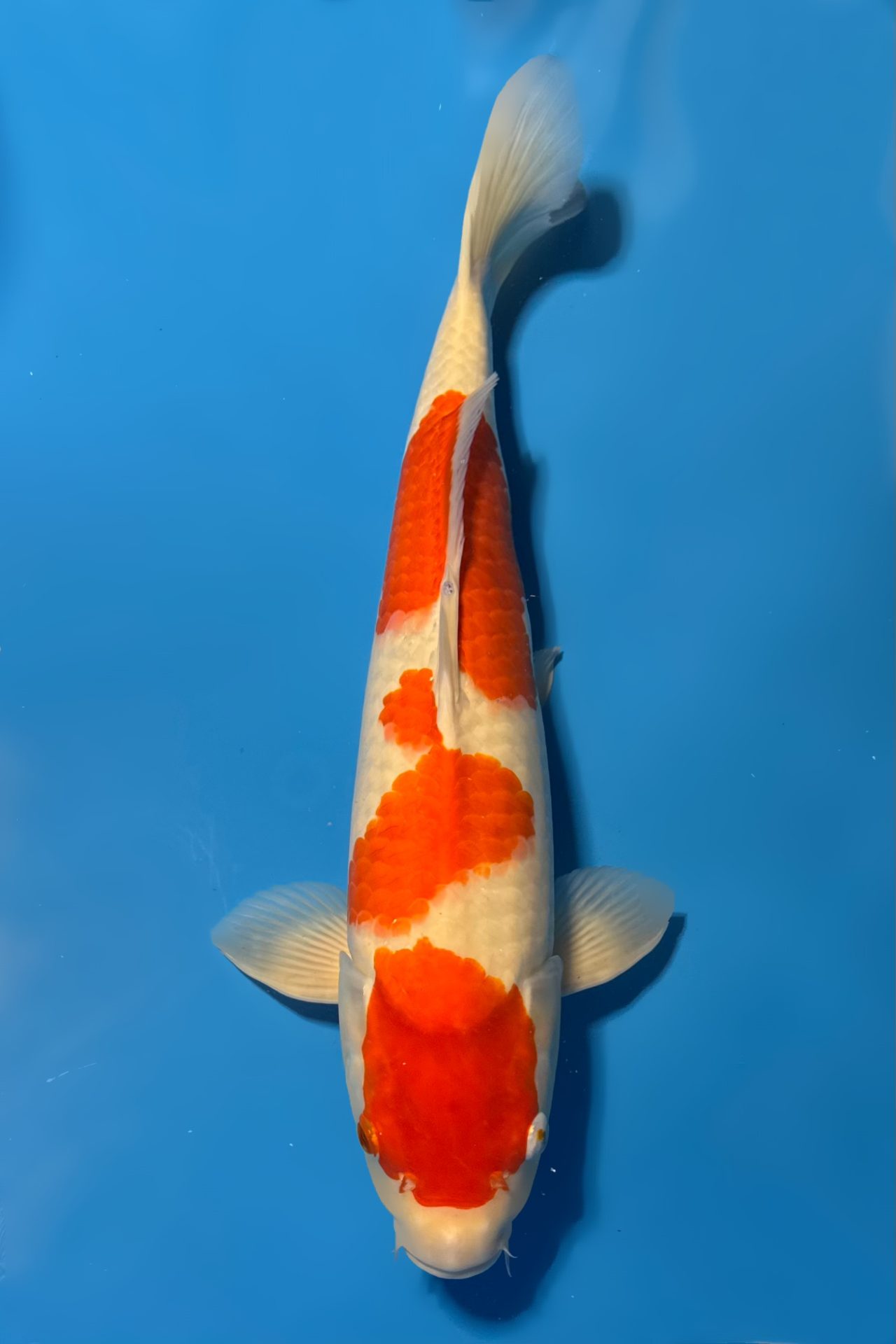 Kohaku