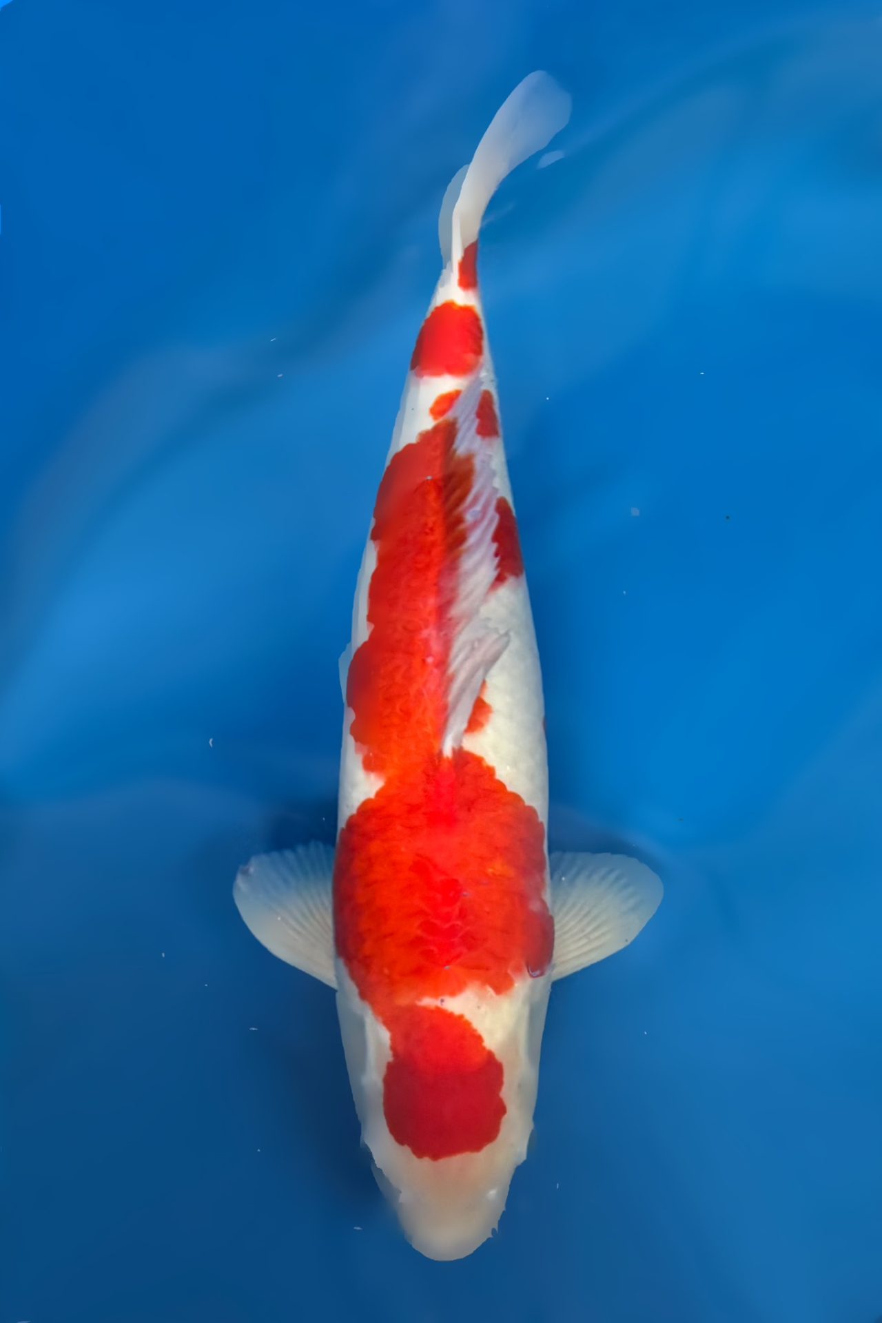 Kohaku