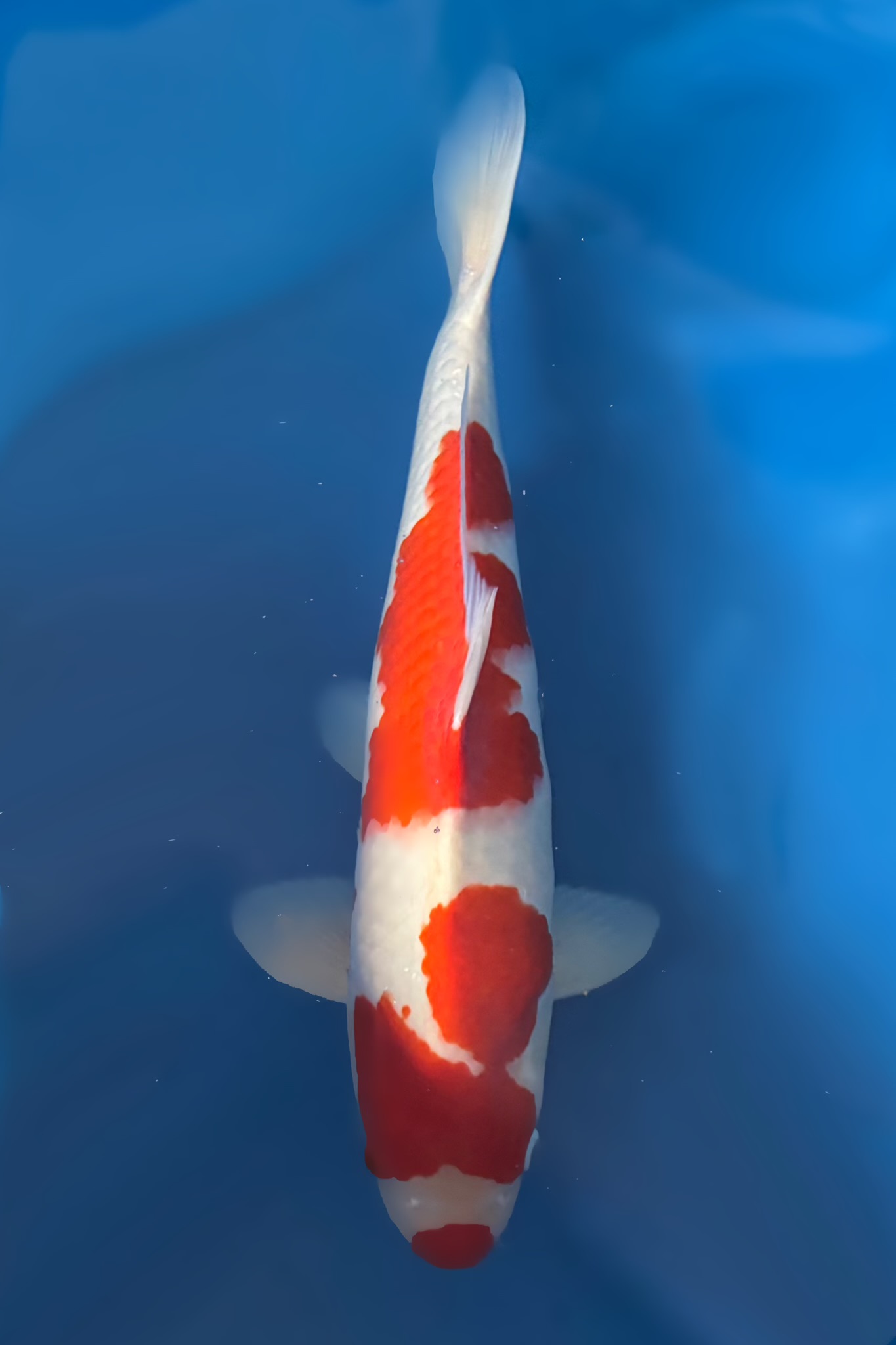 Kohaku