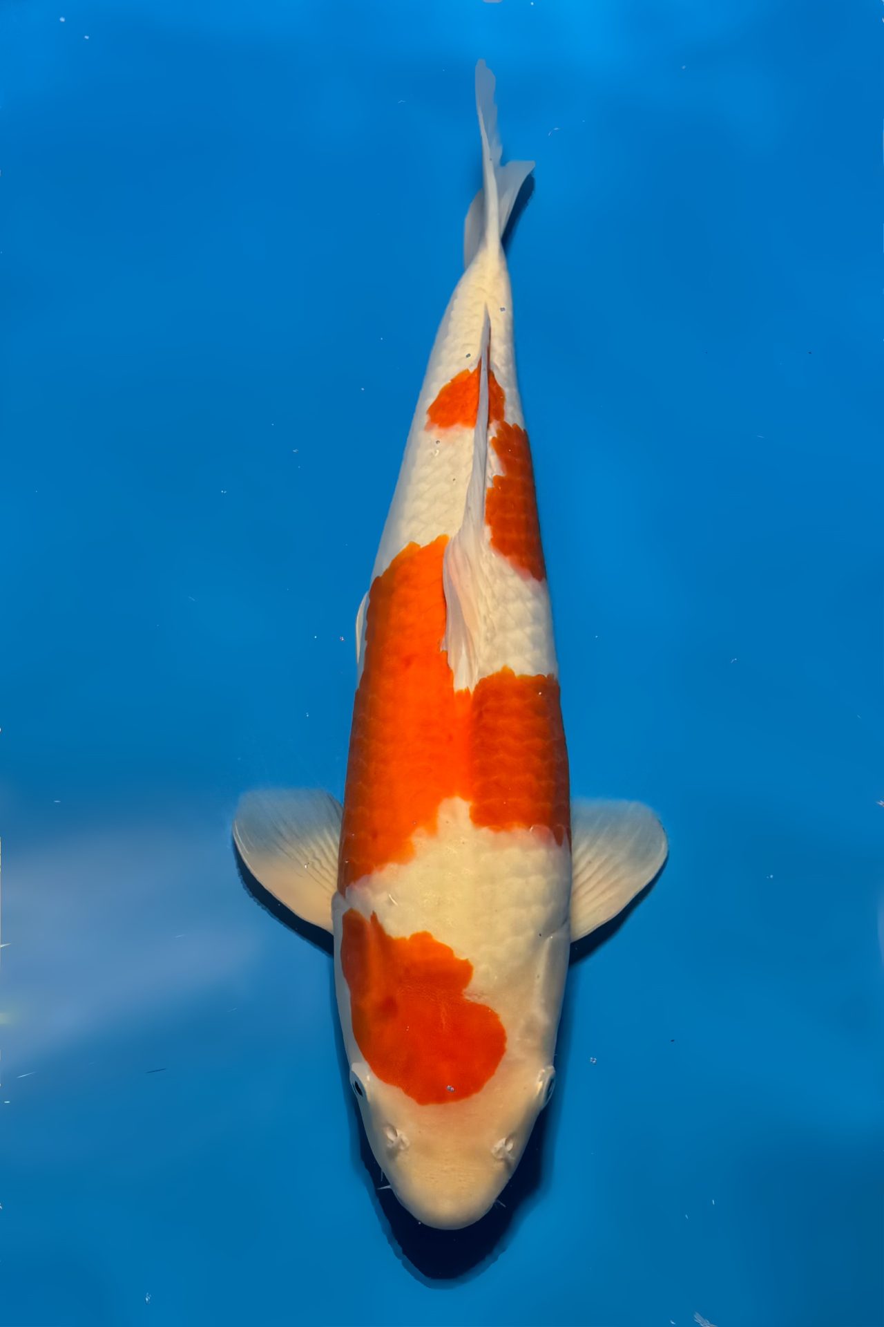 Kohaku