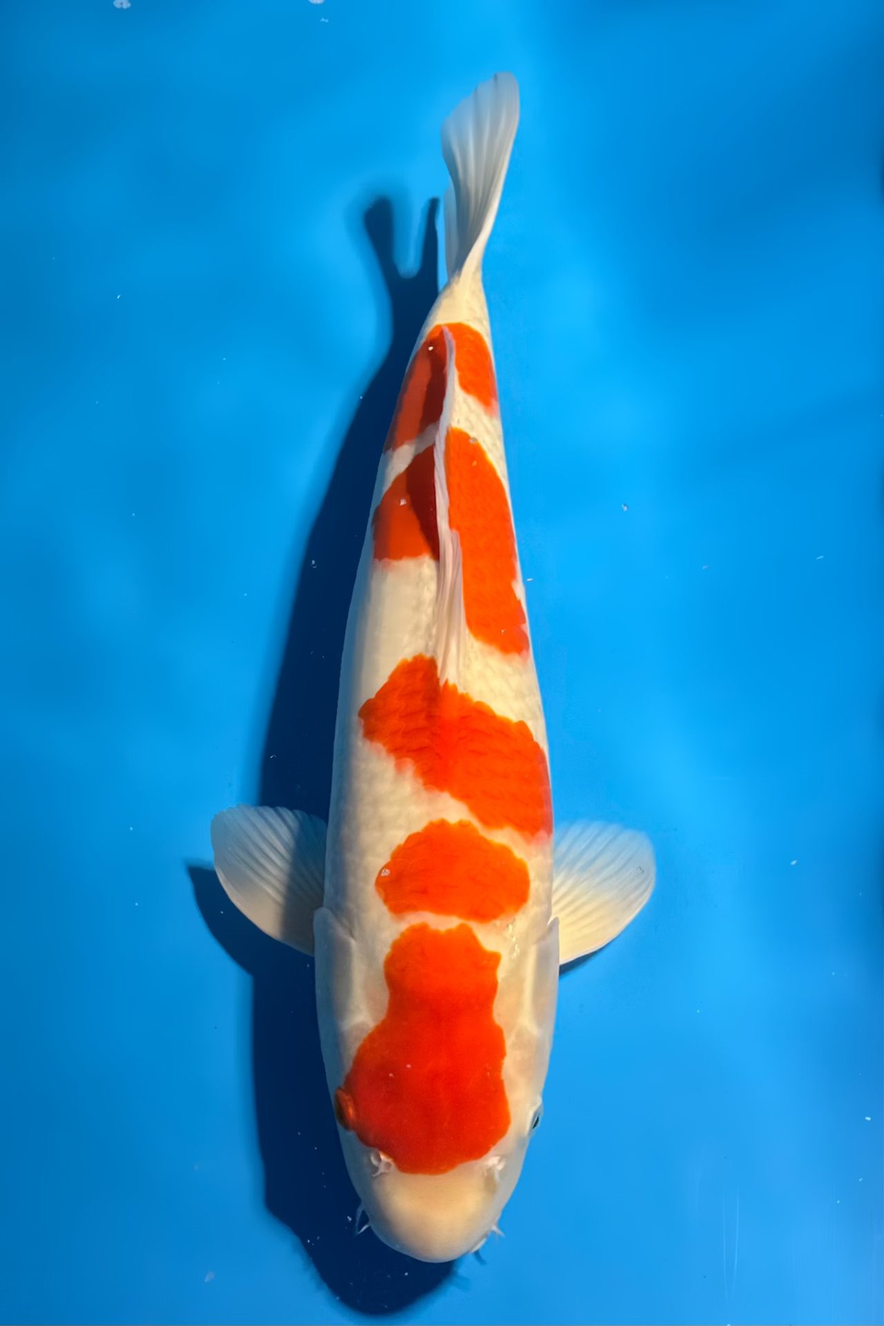 Kohaku