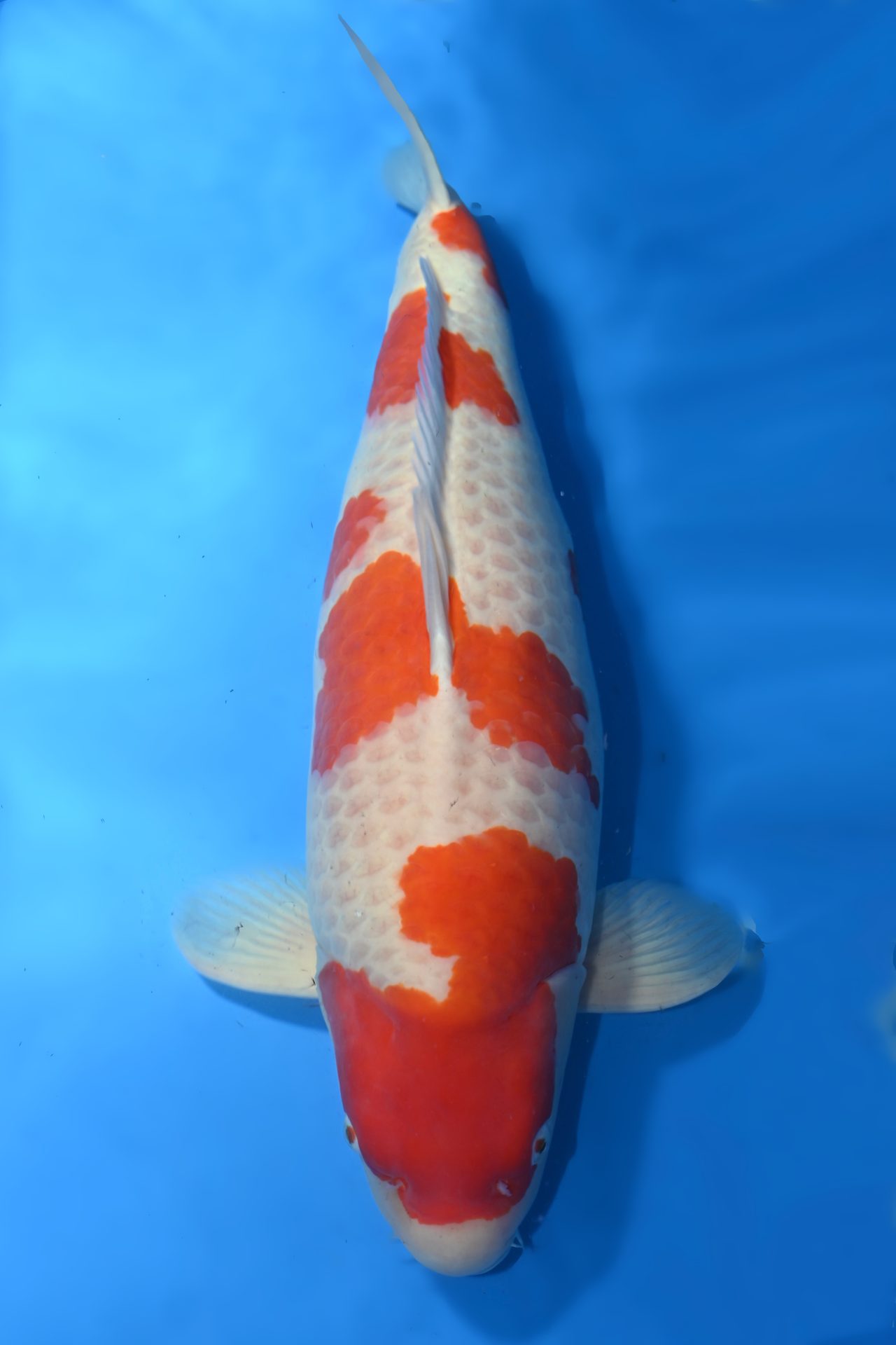 Kohaku