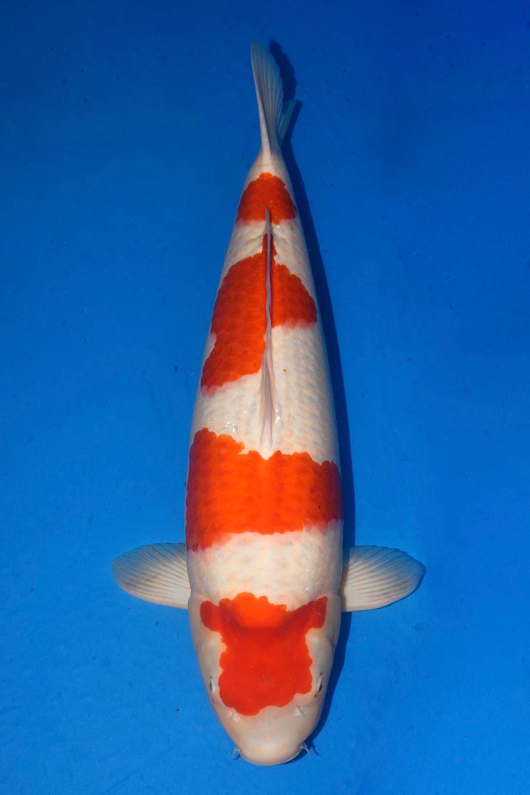 Kohaku
