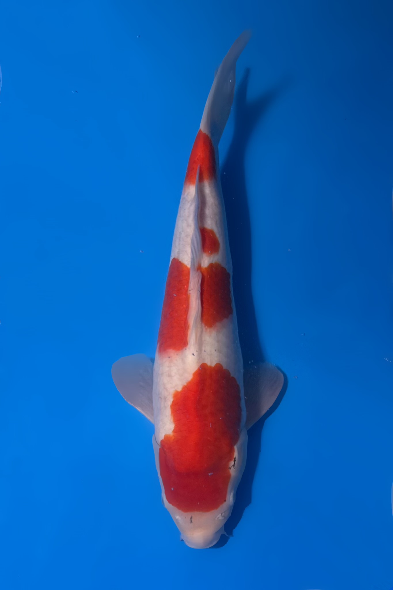 Kohaku