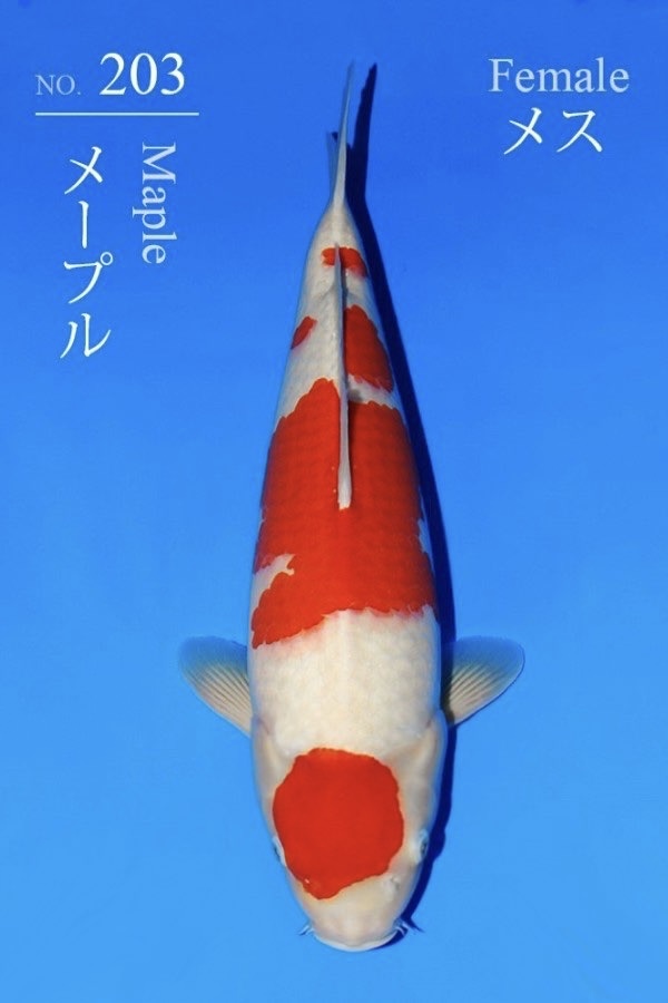 Kohaku