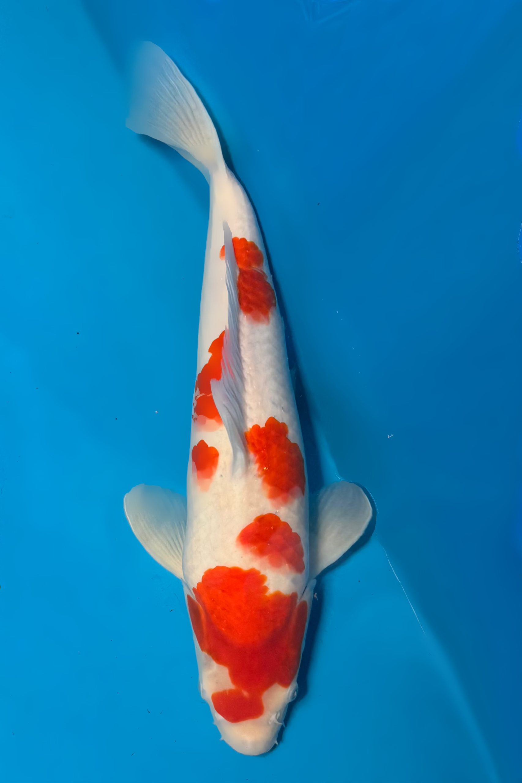 Kohaku