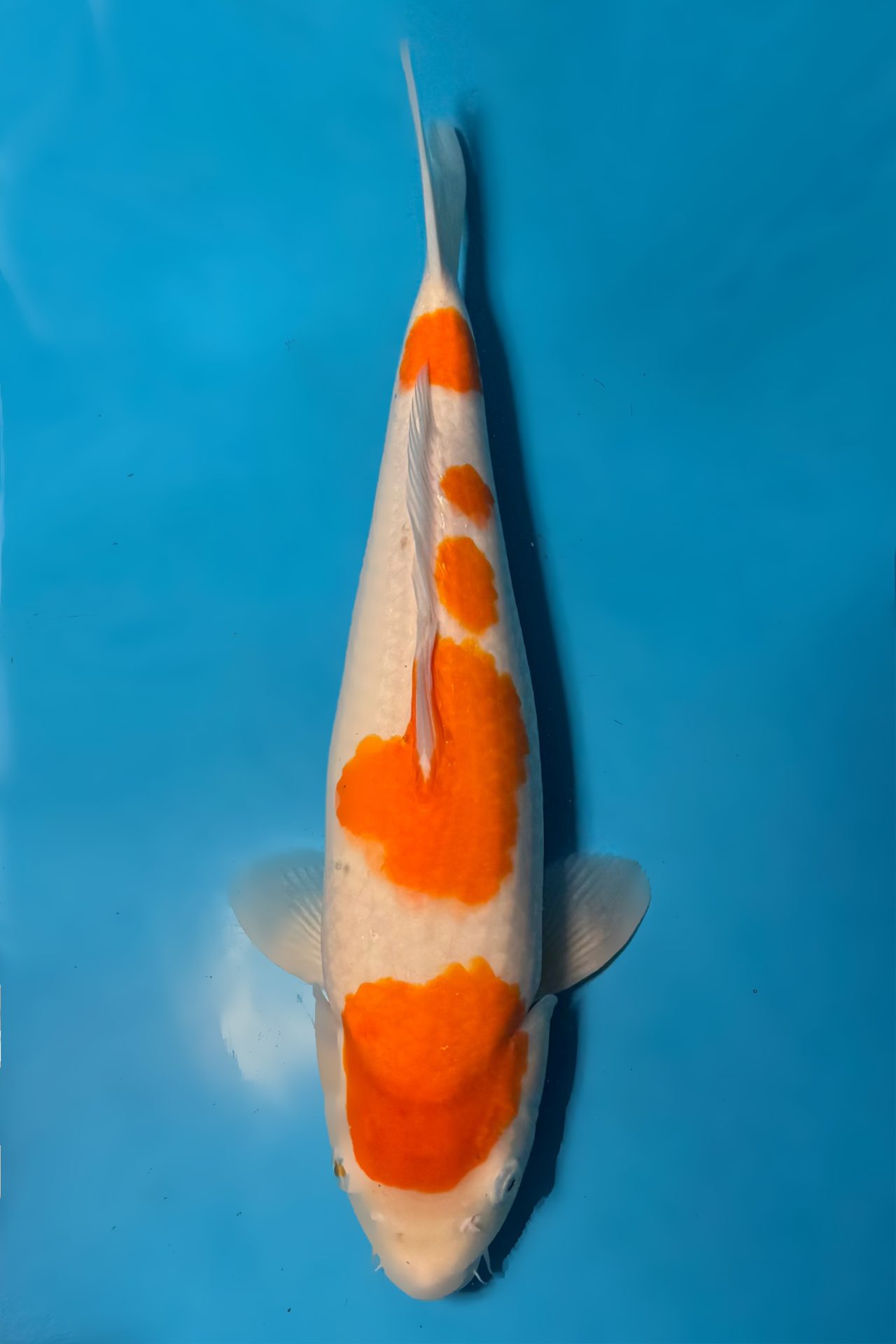 Kohaku