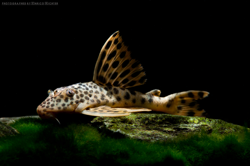 L 75 Ancistomus cf. sabaji