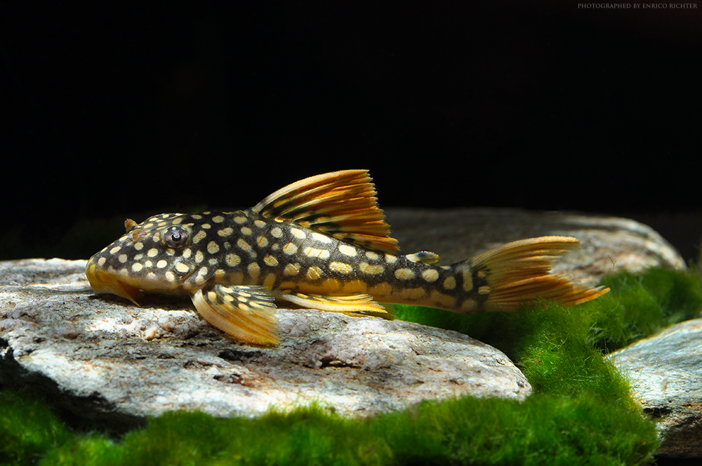 L 14 Scobinancistrus aureatus