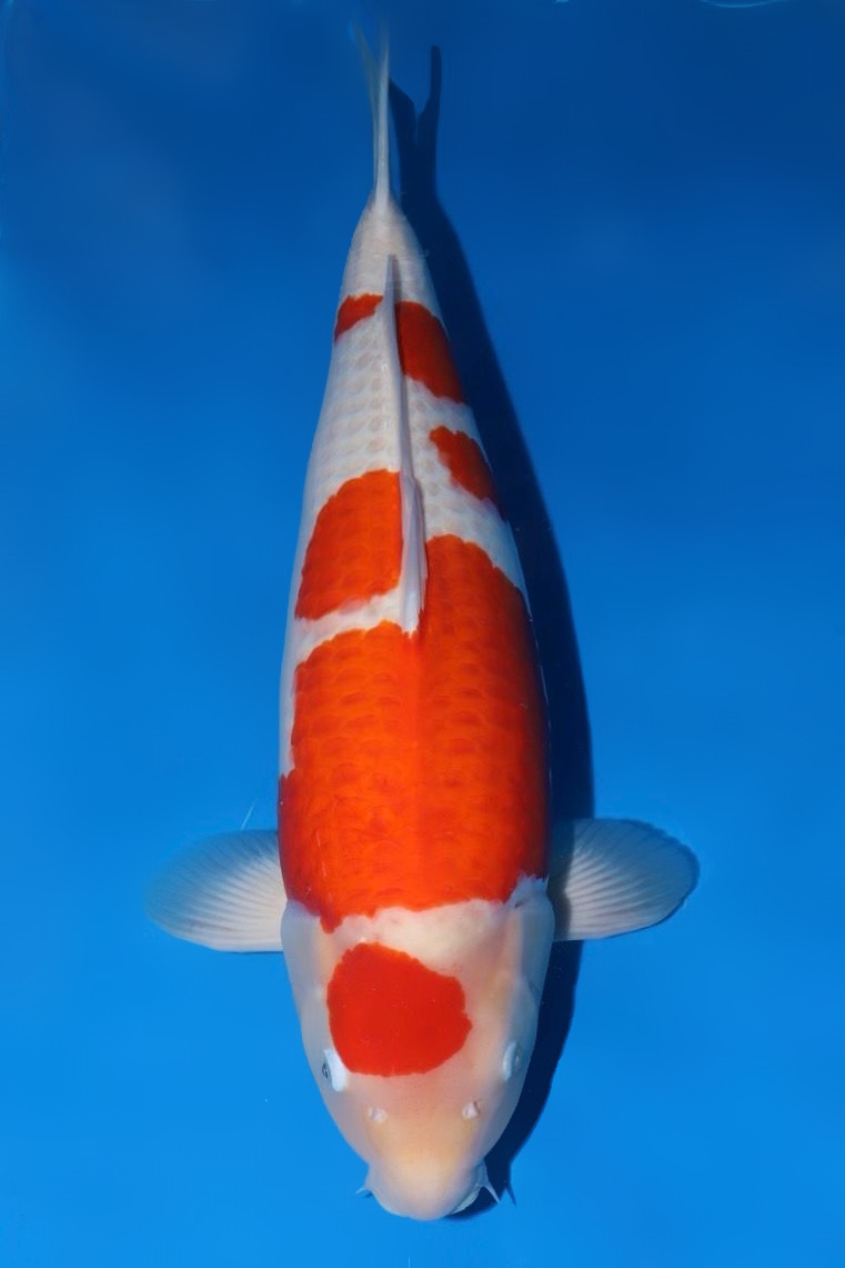 Kohaku