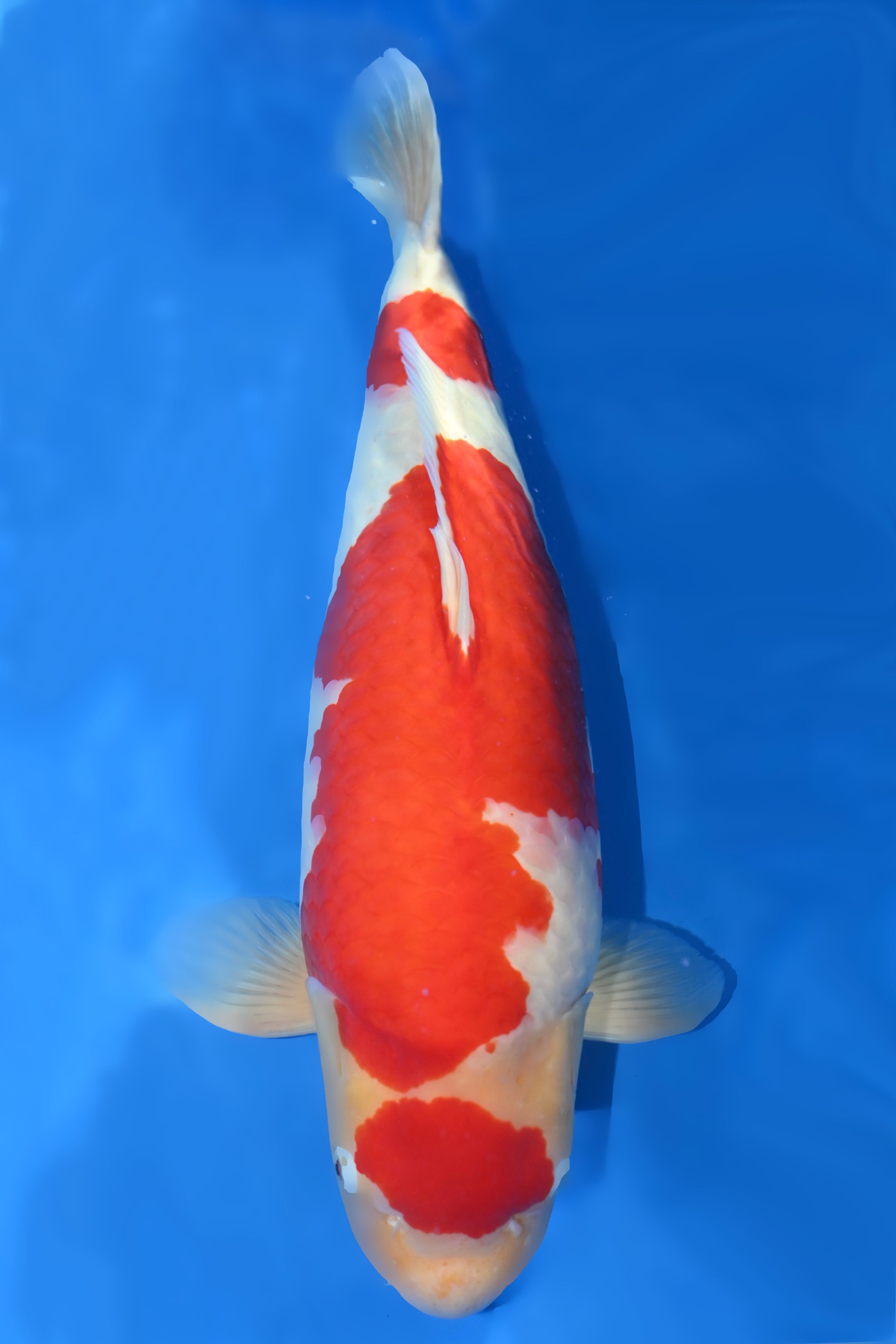Kohaku