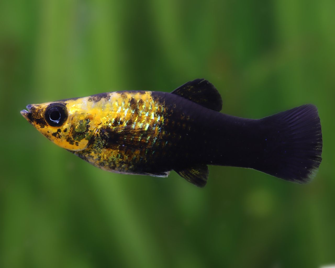 Poecilia sphenops var. Leopard