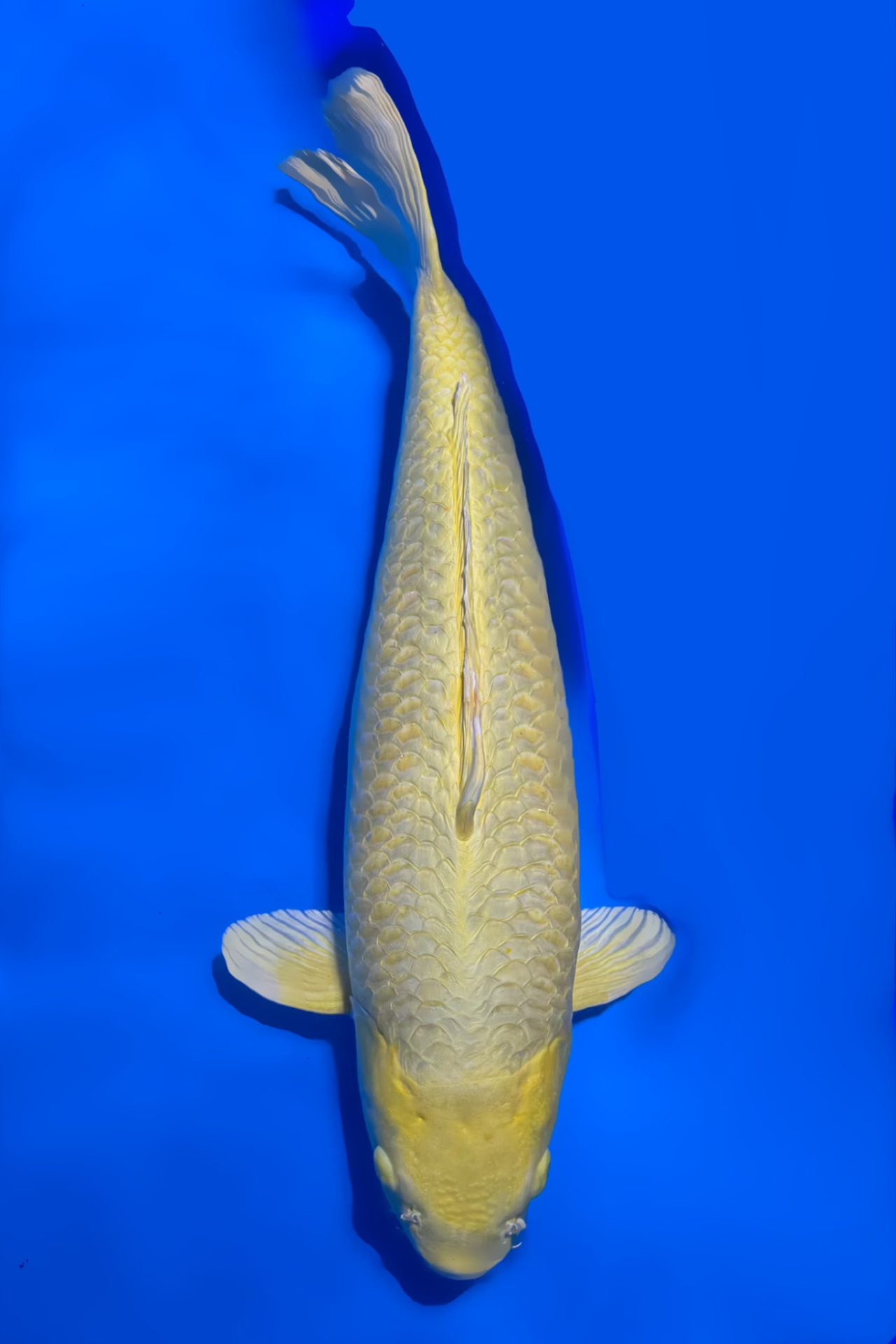 Mukashi Ogon