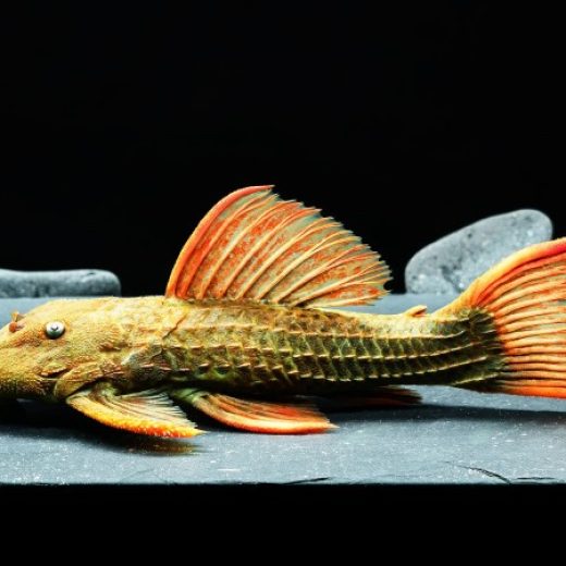 L 24, Pseudacanthicus pitanga L