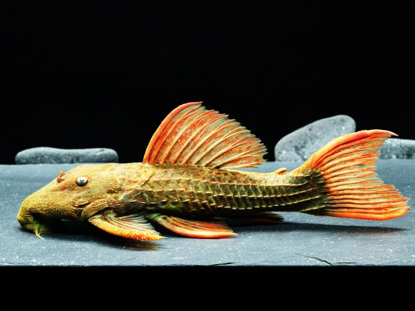 L 24, Pseudacanthicus pitanga