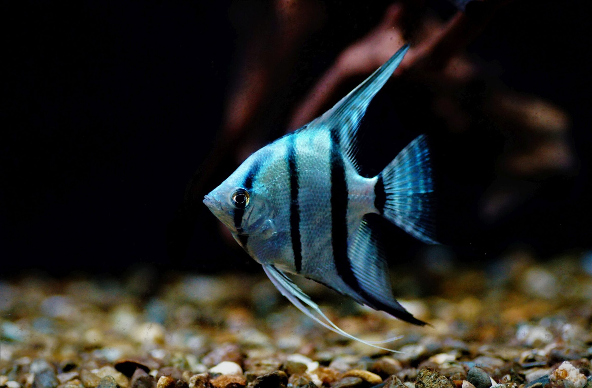 Skalar Blue Platinum