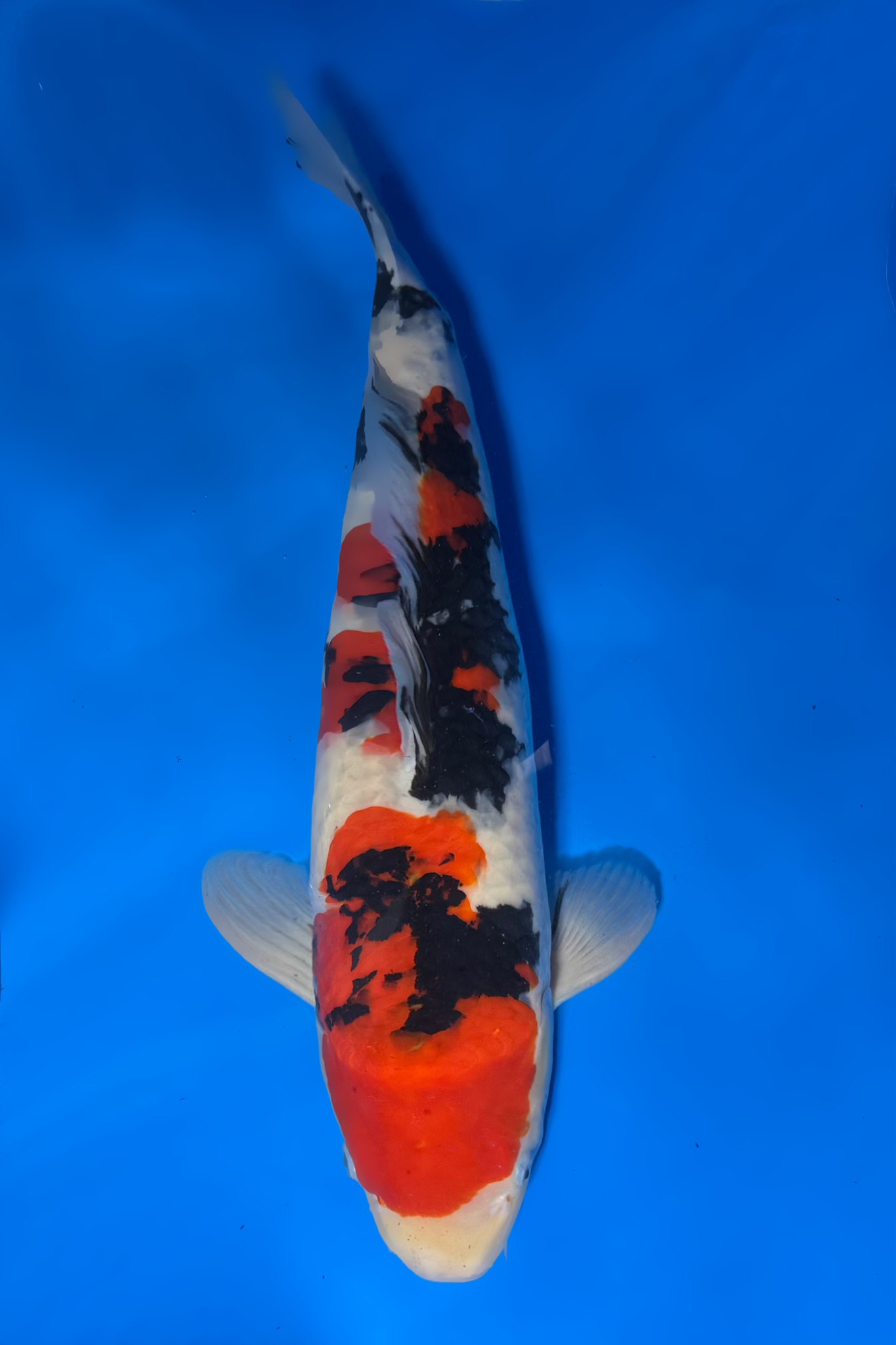 Sanke_Tamaura_63cm_F_IMG_2923