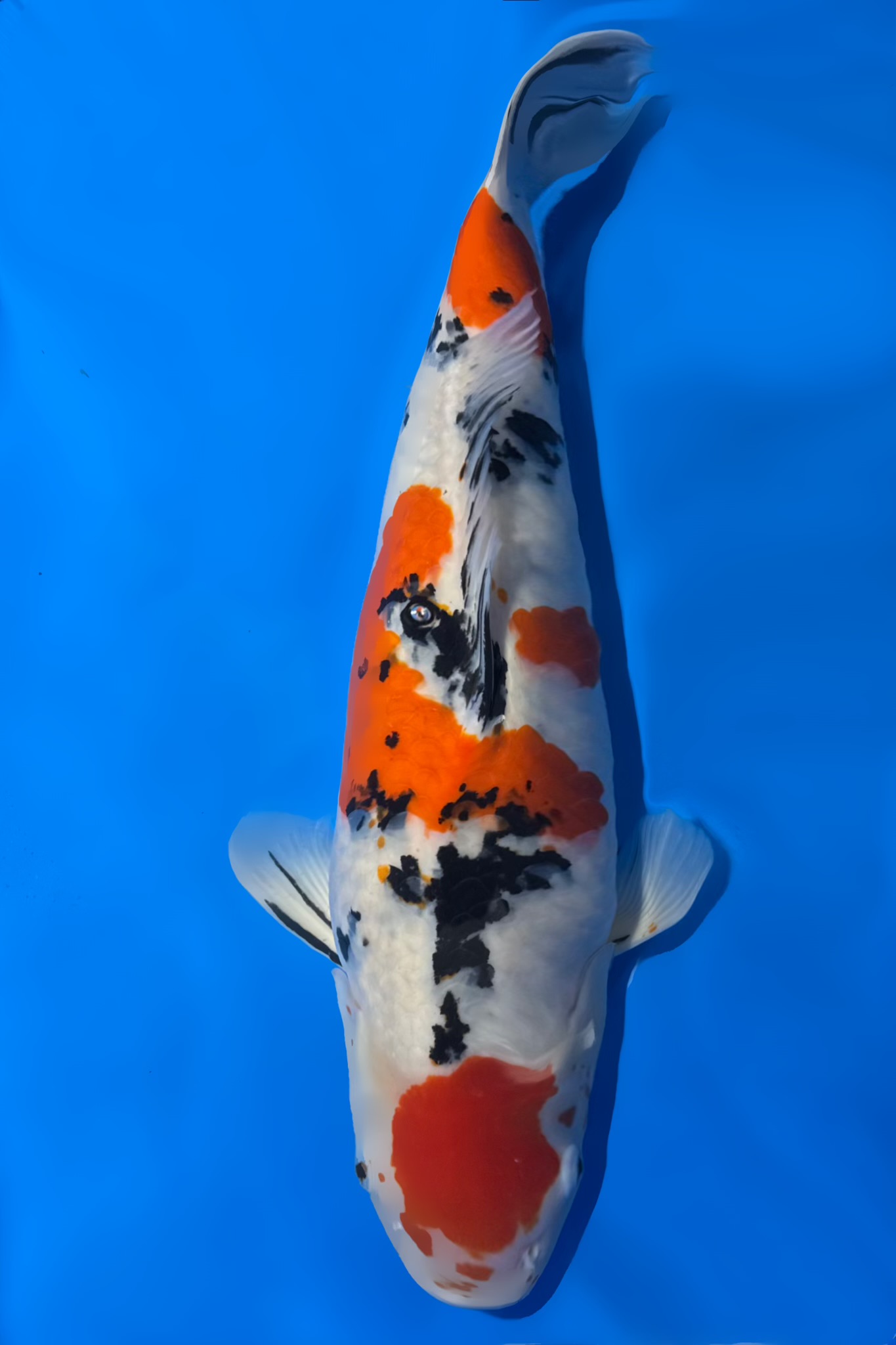 Sanke_Tamaura_64cm_F_