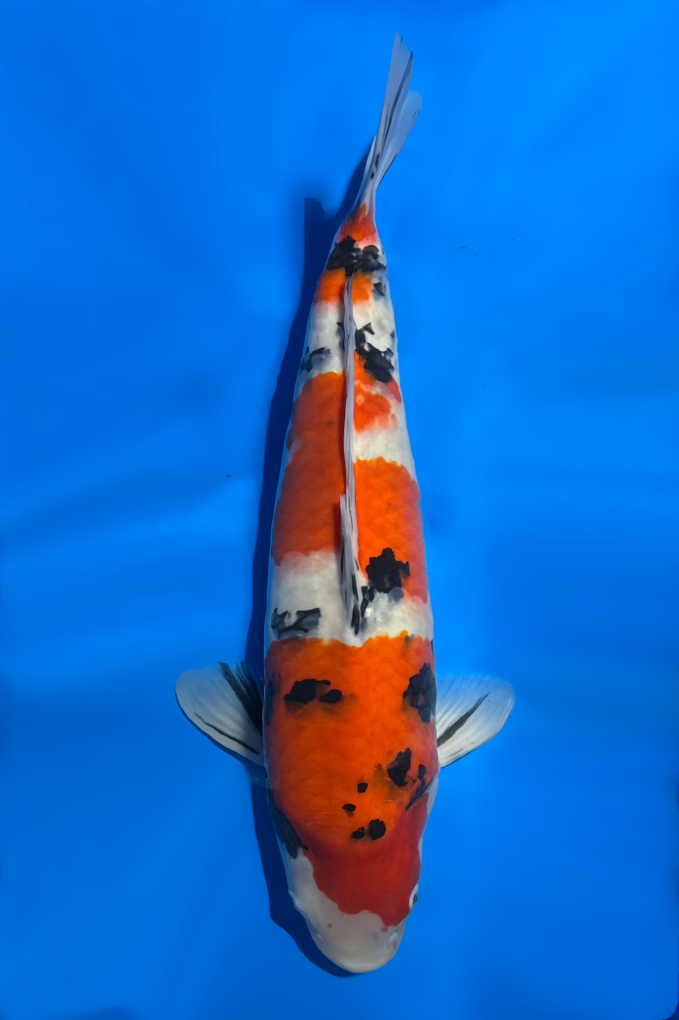 Sanke_Tamaura_64cm_F_IMG_2922