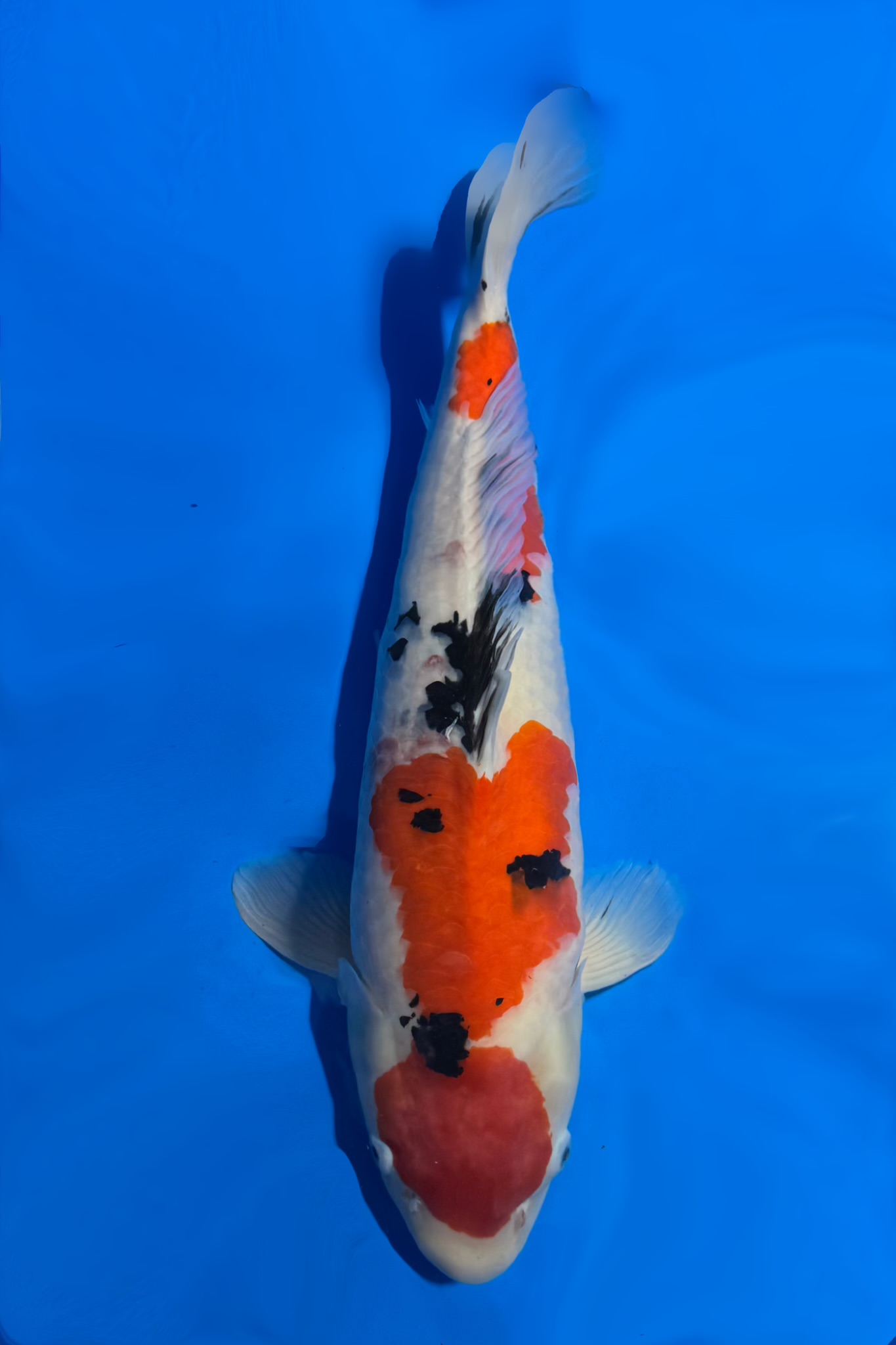 Sanke_Tamaura_66cm_F_IMG_2920