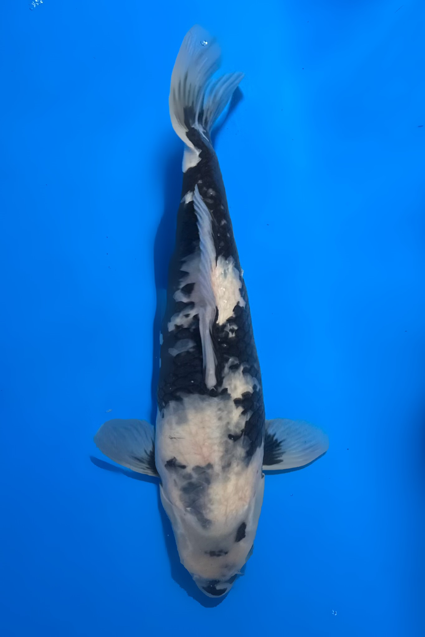 Shiro Utsuri_Omosako_47cm_M_IMG_2370