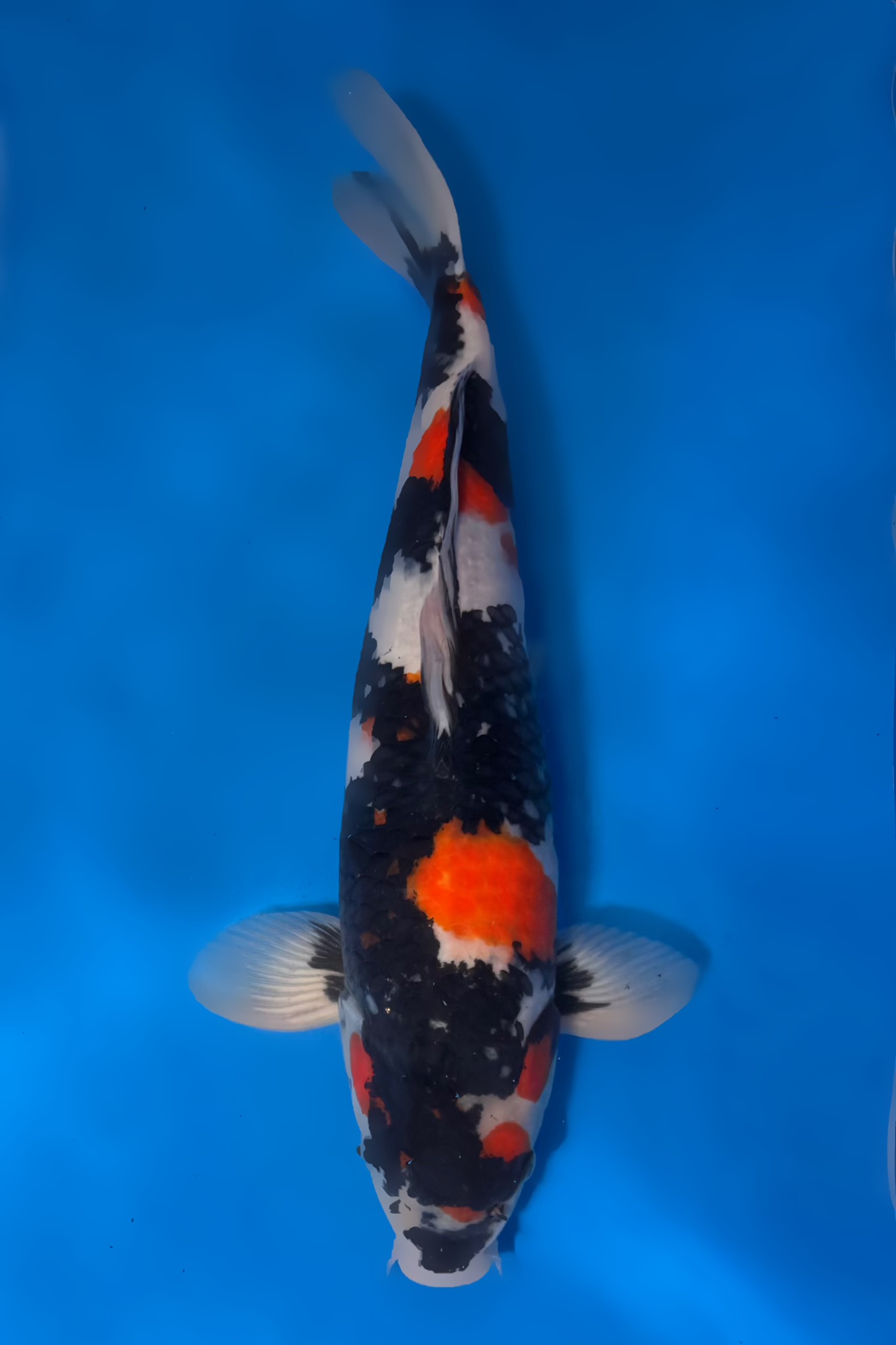 Showa_Tamaura_51cm_M_IMG_2366