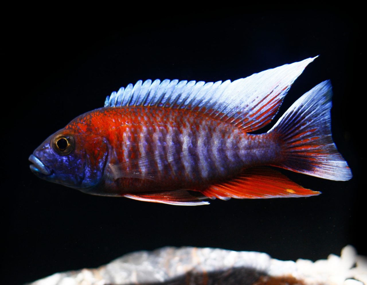 Aulonocara jacobfreibergi Eureka